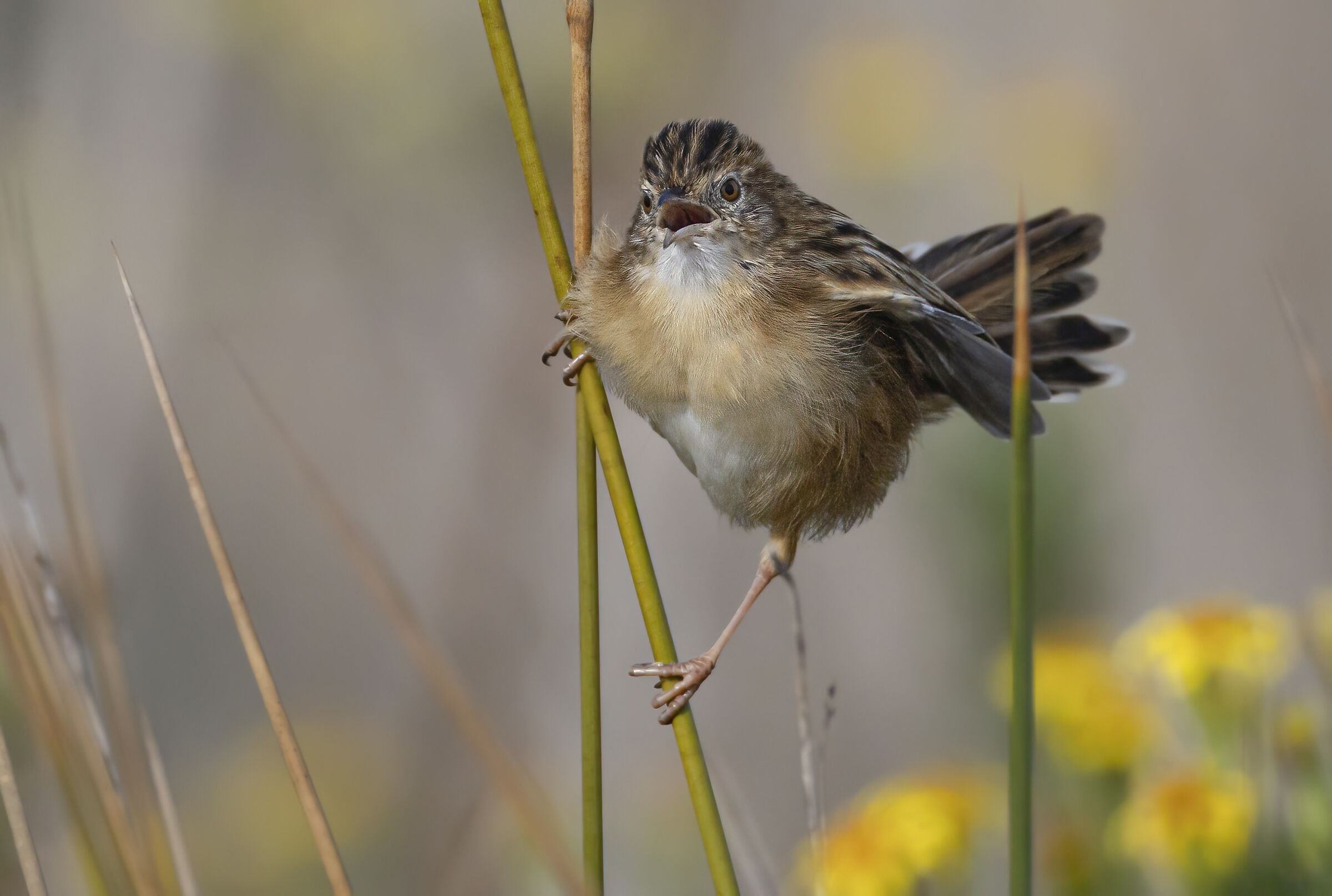 beccamoschino, ottobre 2025
