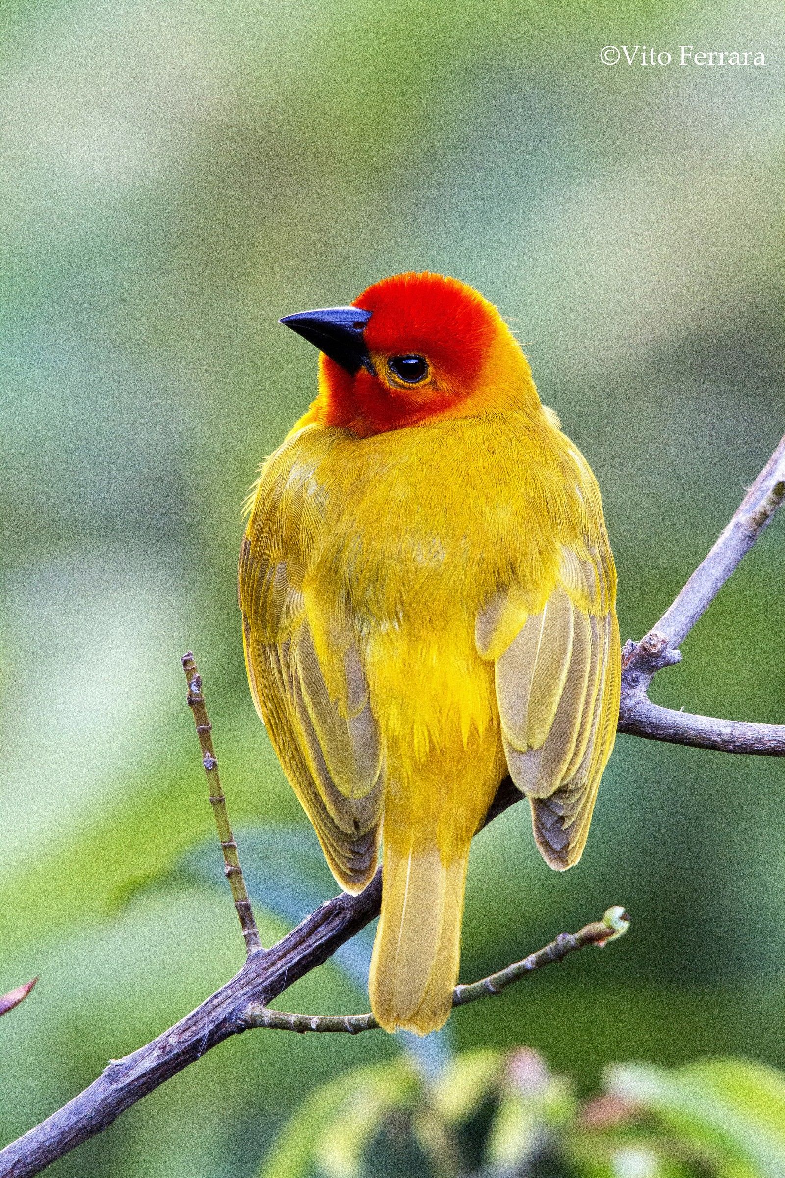 Ploceus sp. (Tessitore)