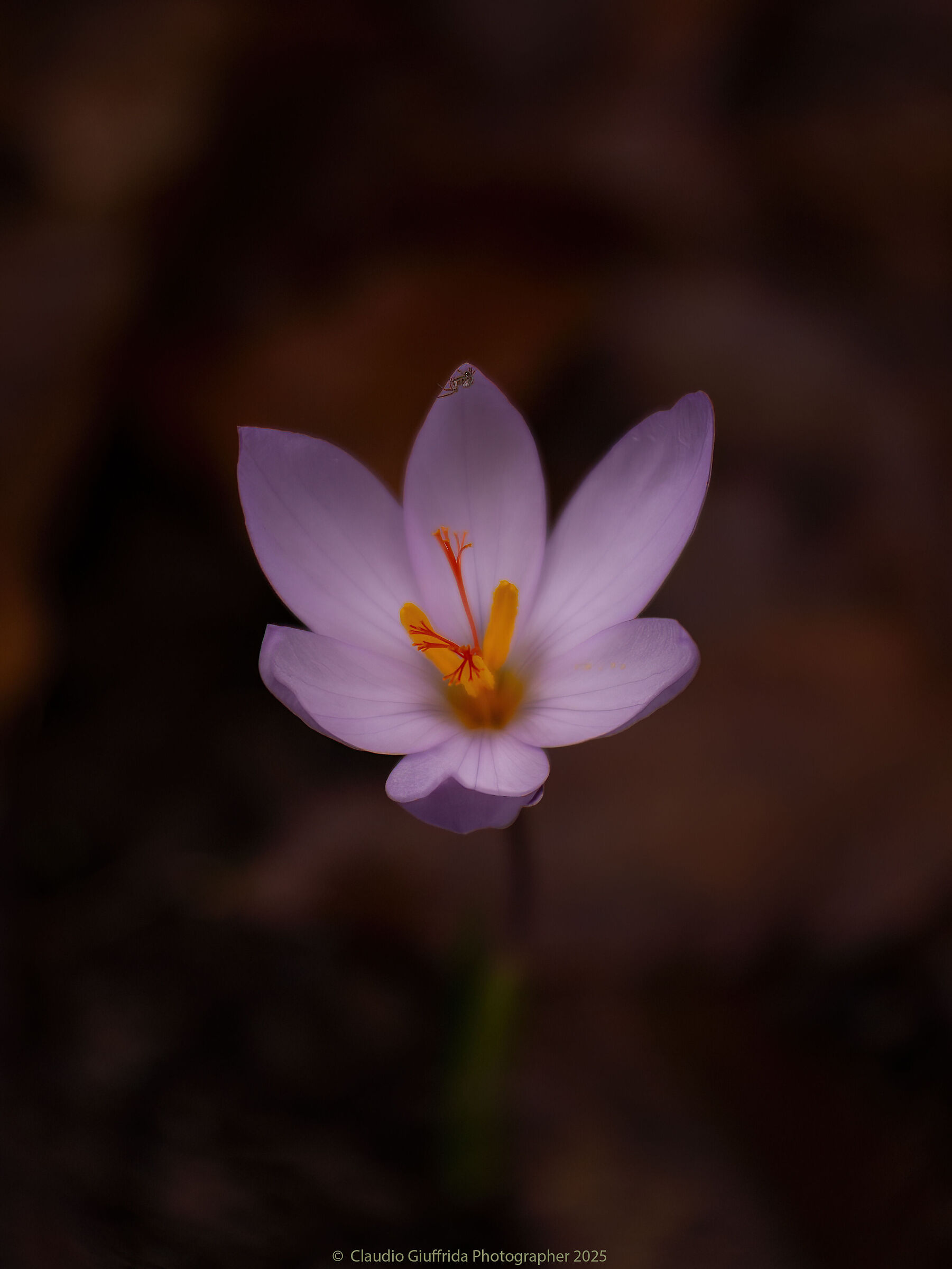 Crocus longiflorus con ospite