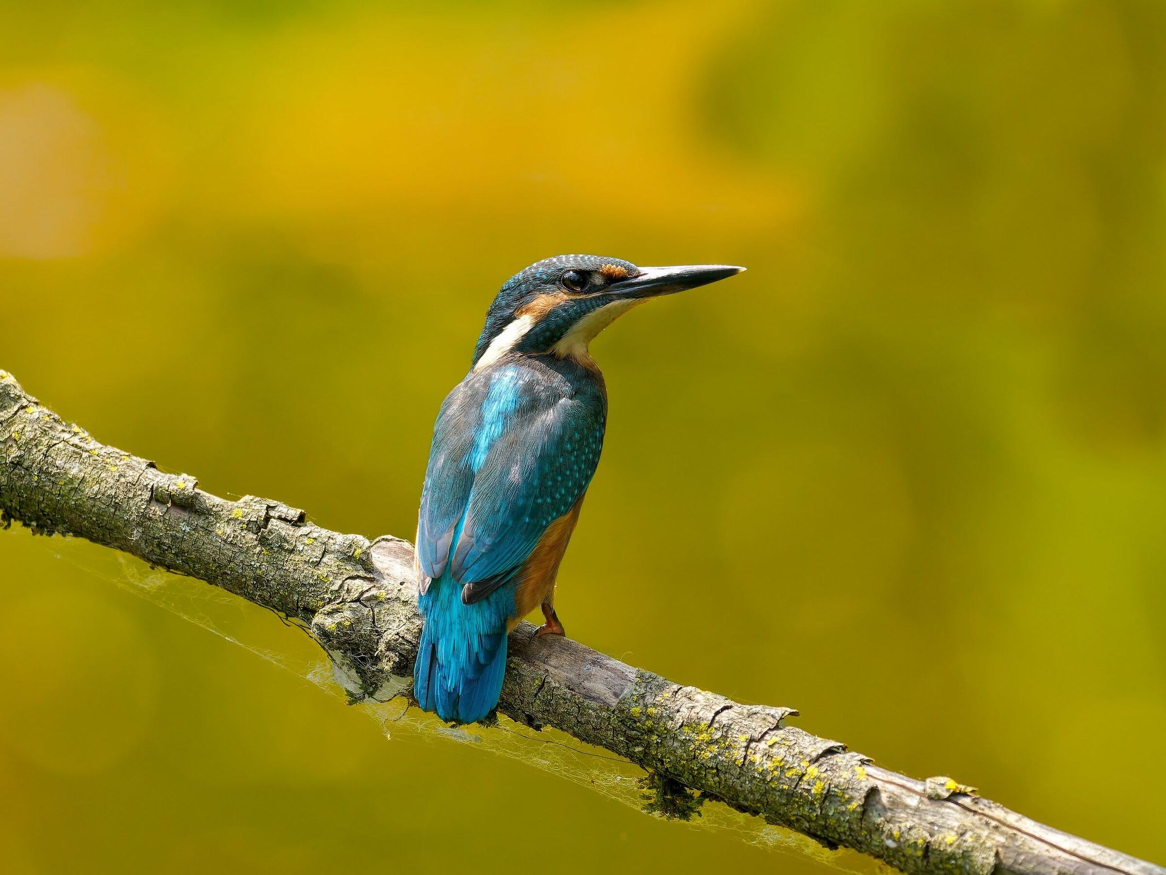 Kingfisher