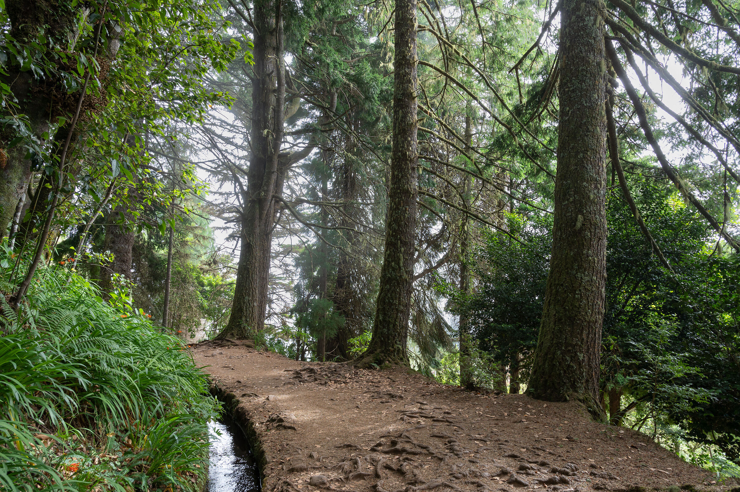 Levada do Caldeirao Verde 1