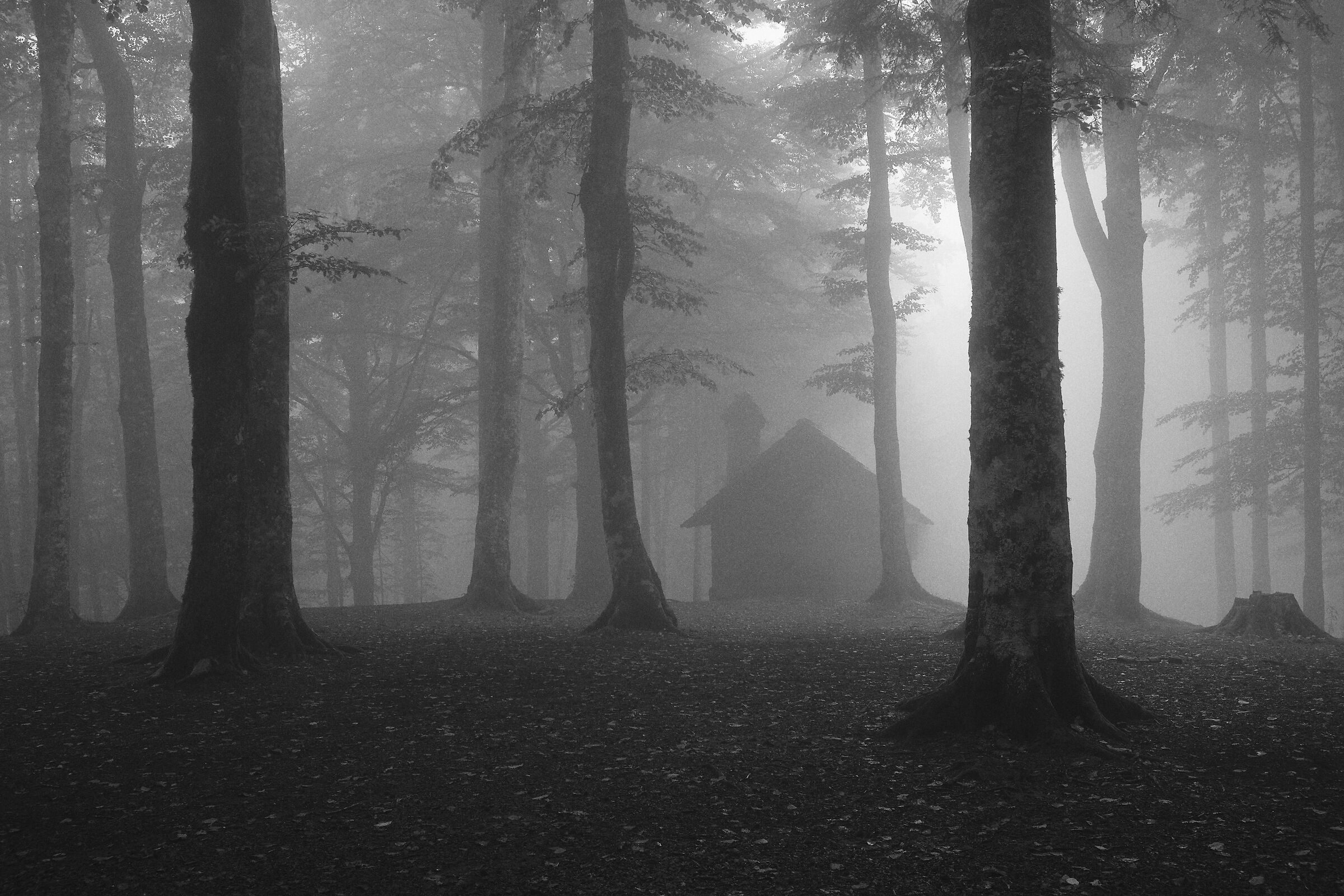 There's a house in the woods