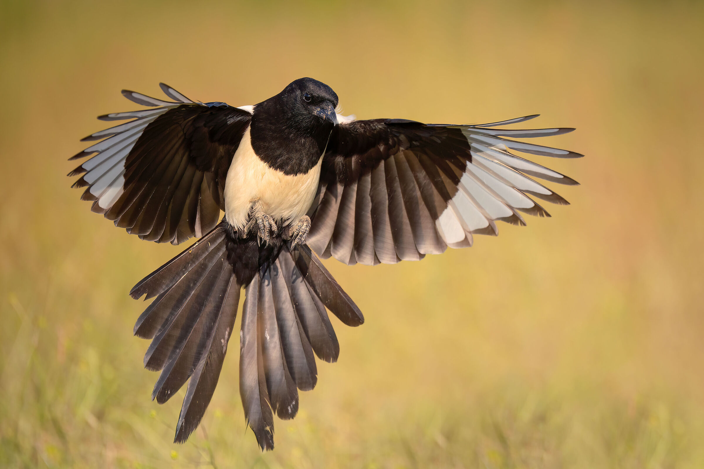 magpie
