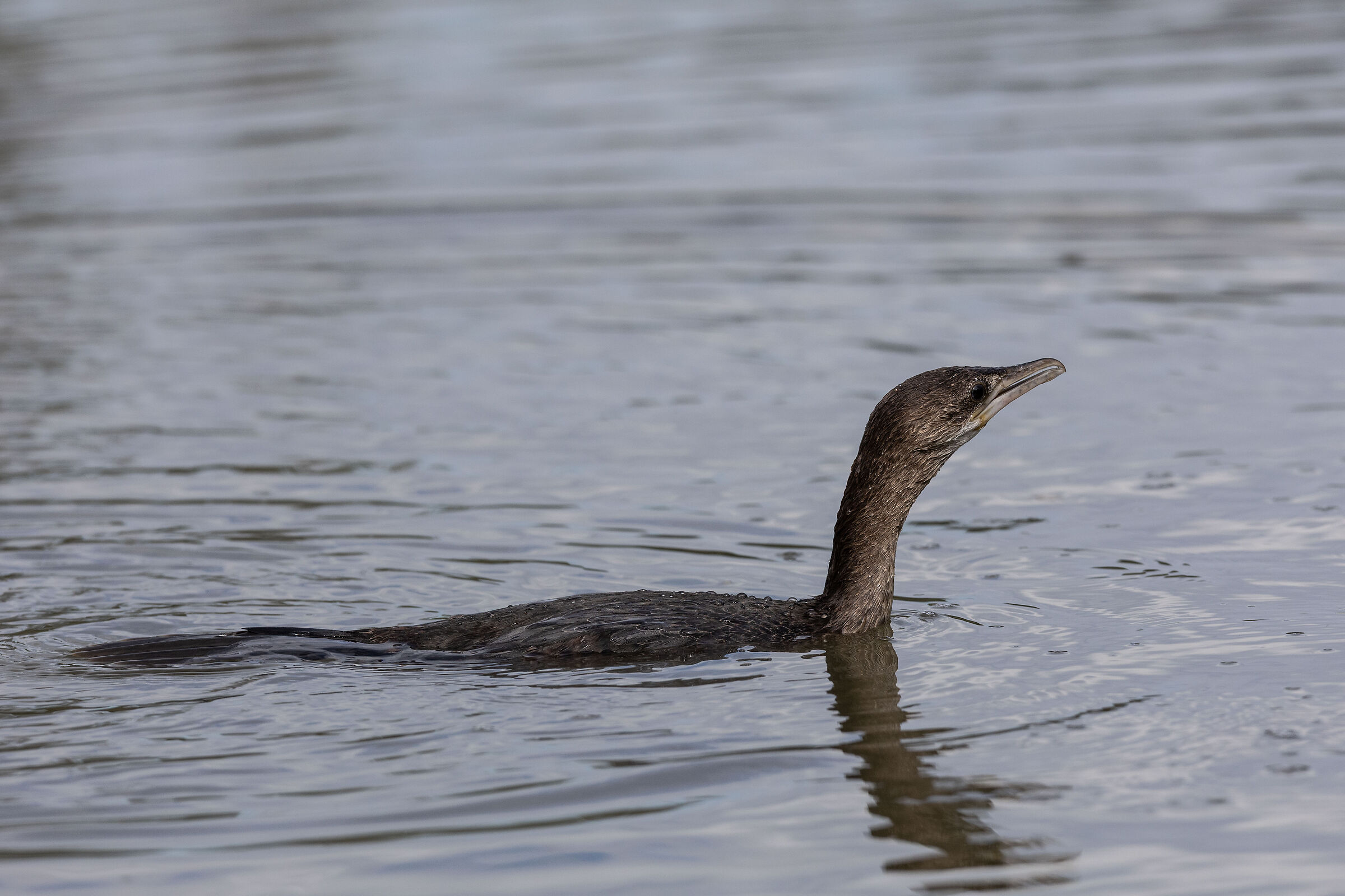 Pygmy Cormorant (LIPU Ostia Oasis)