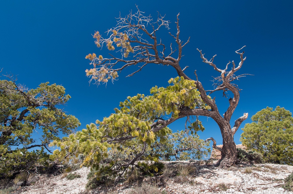 Grand Canyon - South Rim