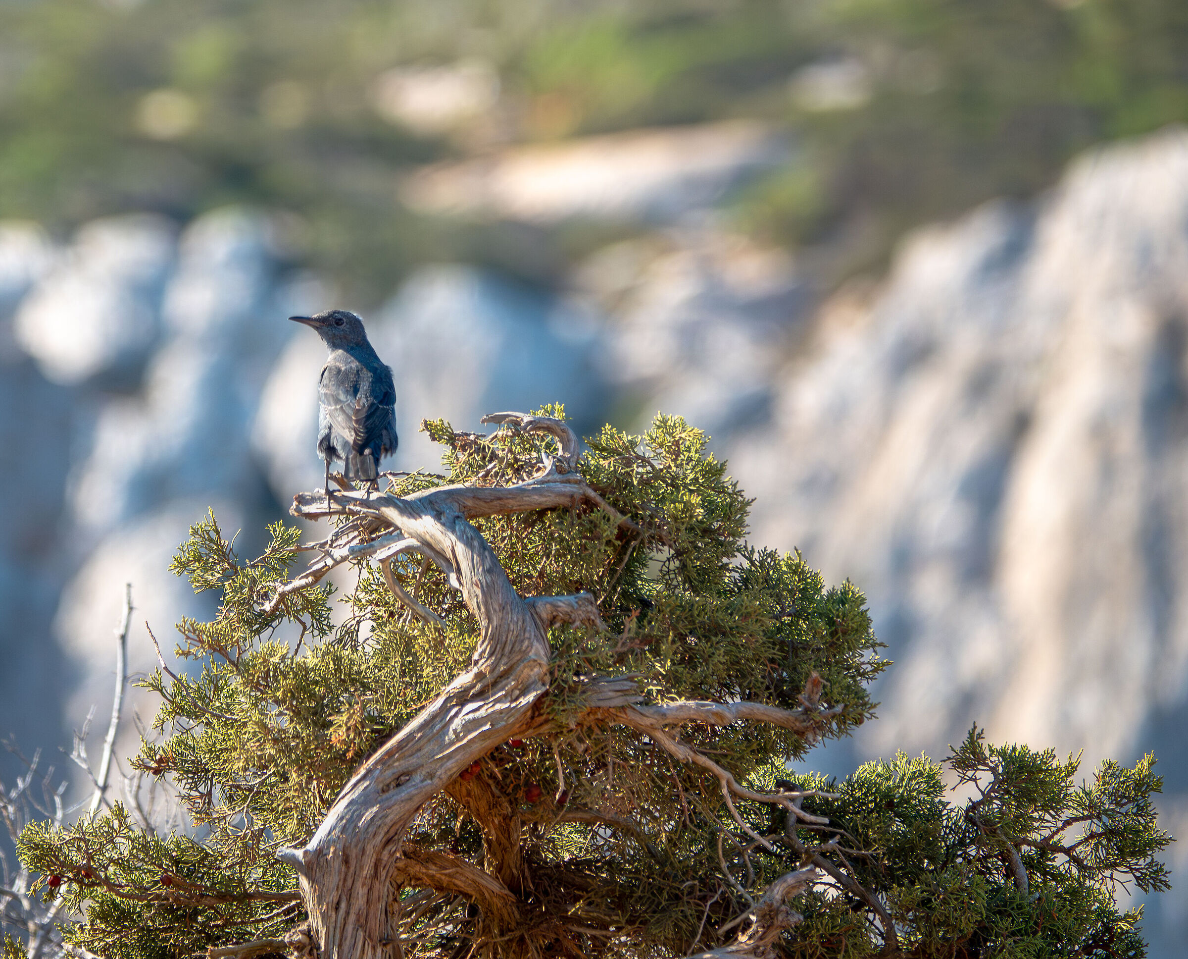 Blue rock thrush