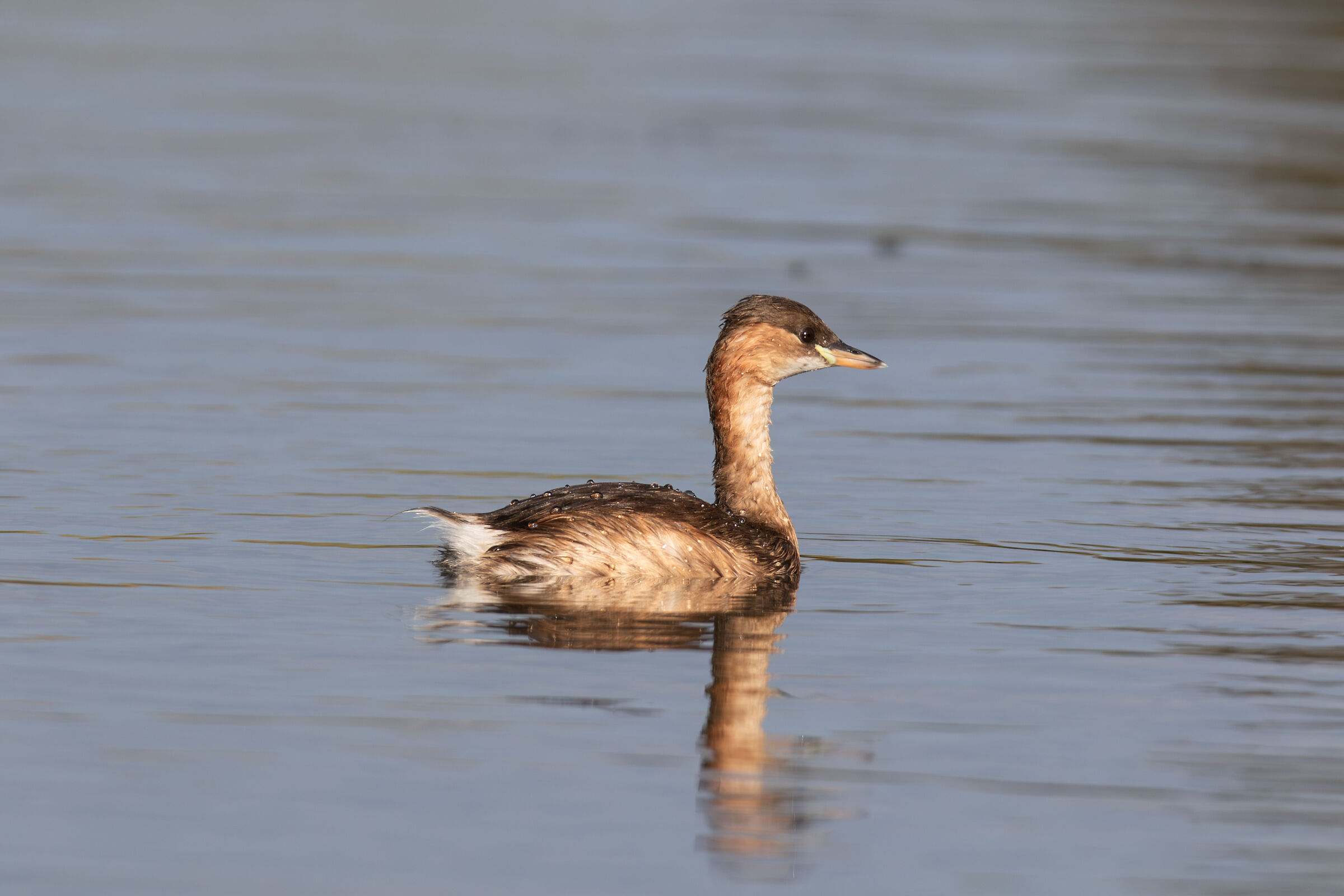 Tuffetto (LIPU Oasis, Ostia)