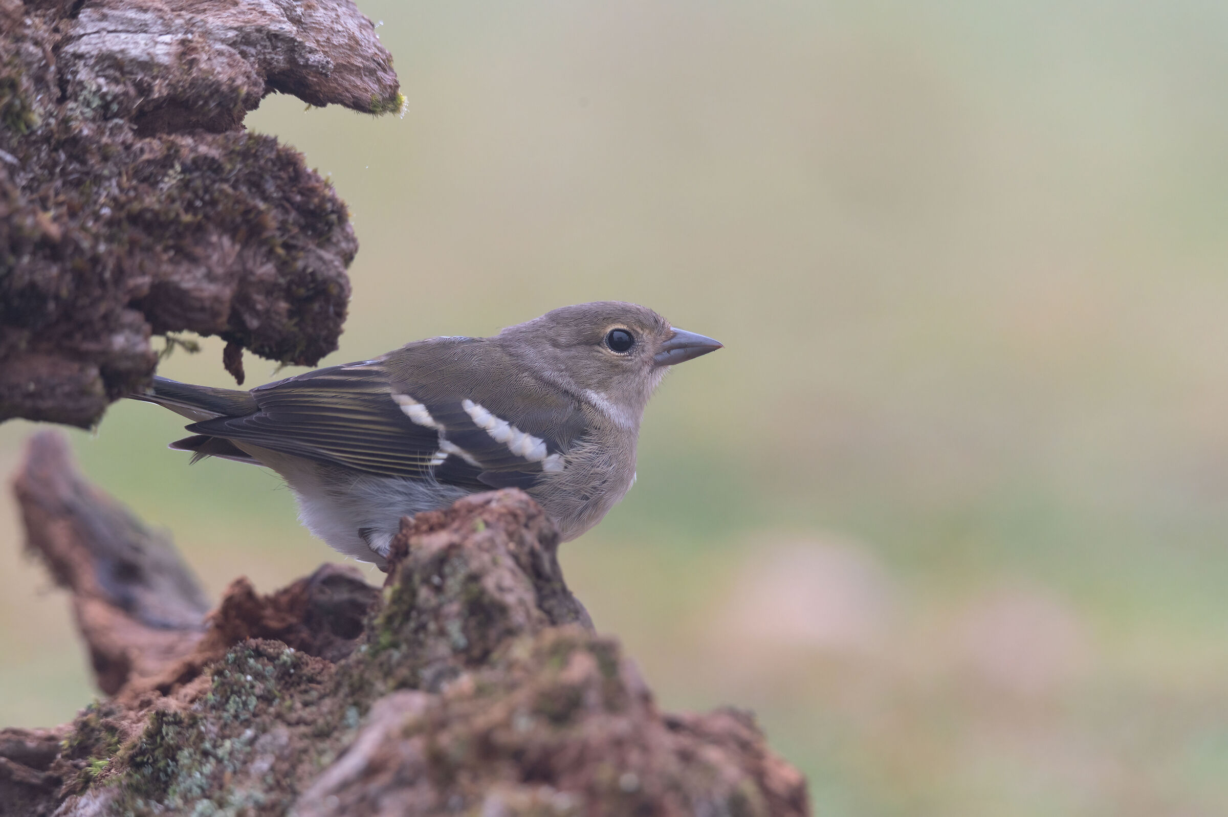 Piccoli abitanti di Fanal 1