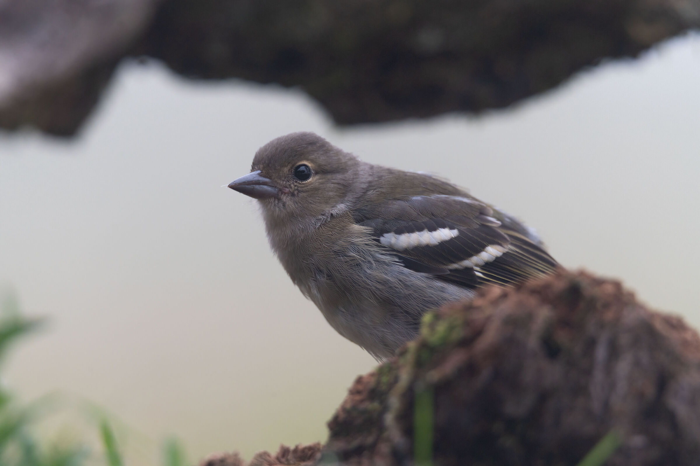 Piccoli abitanti di Fanal 2