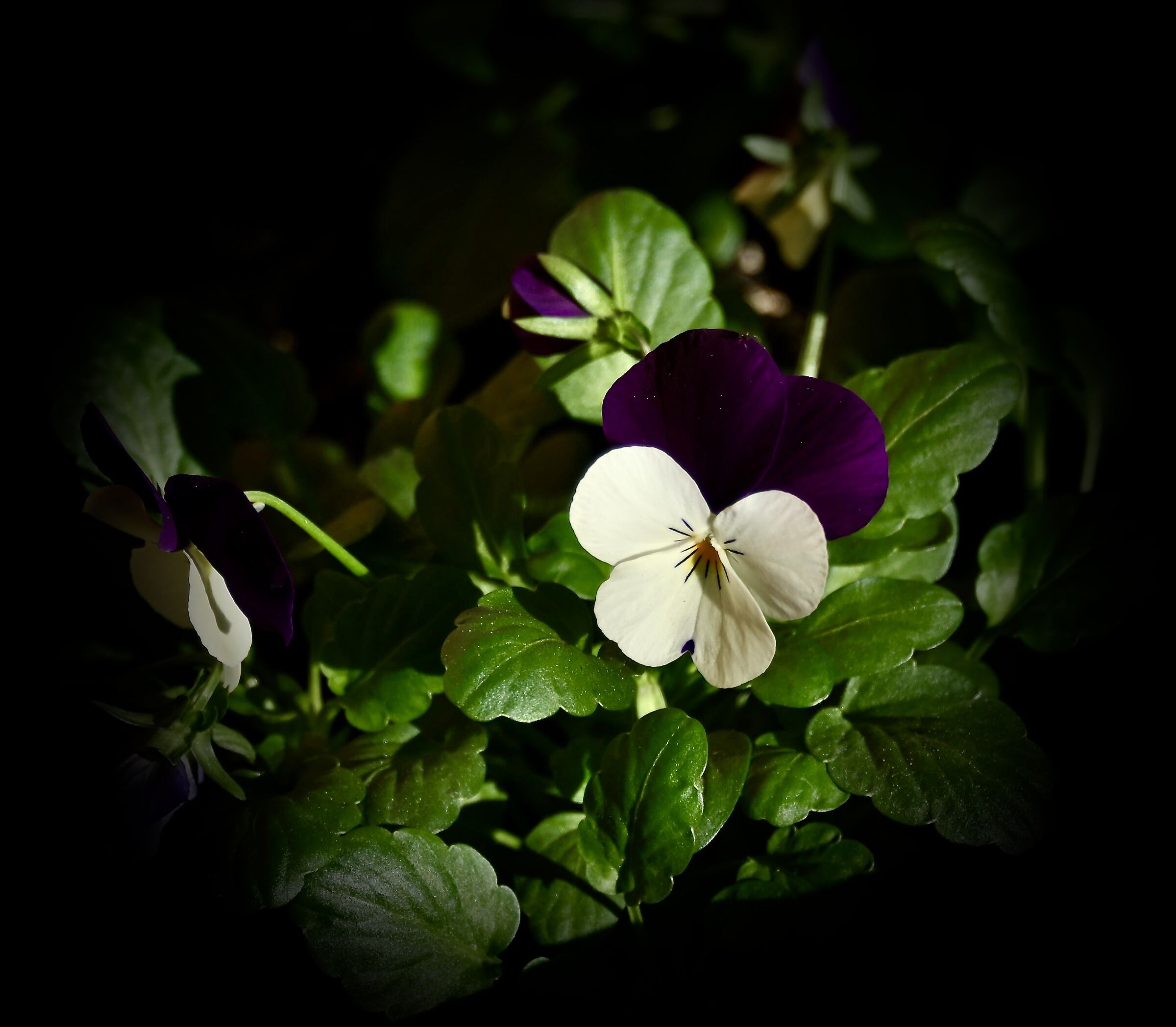 Violets