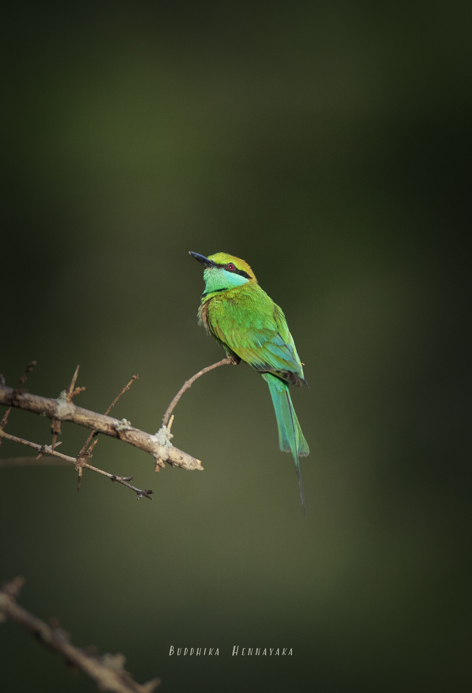 Asian green bee-eater
