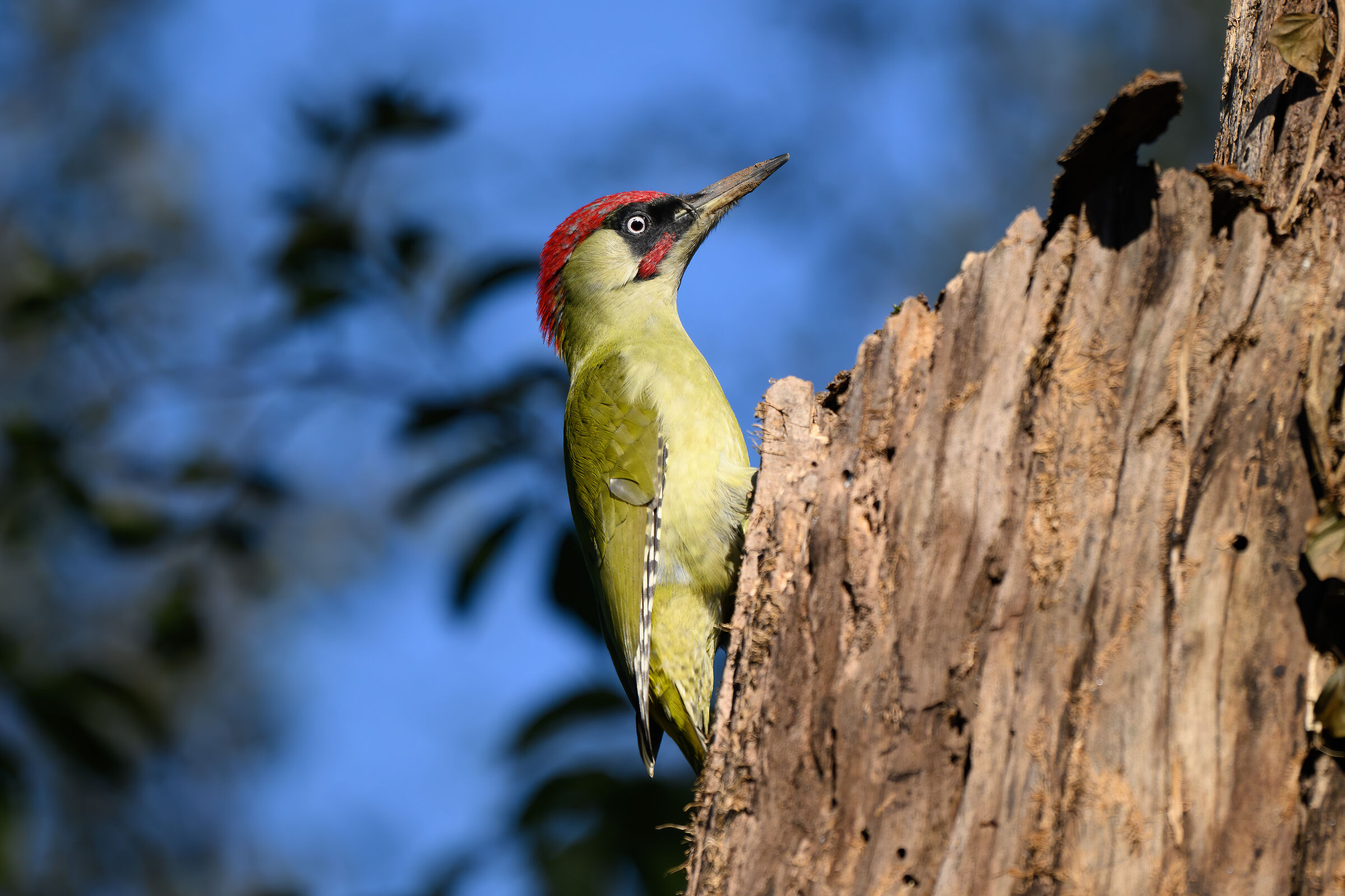 Picchio verde