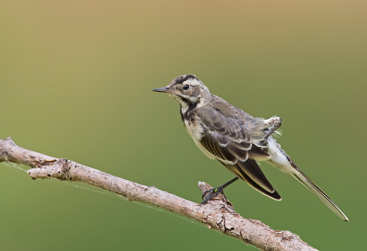 Yellow Wagtail contortionist