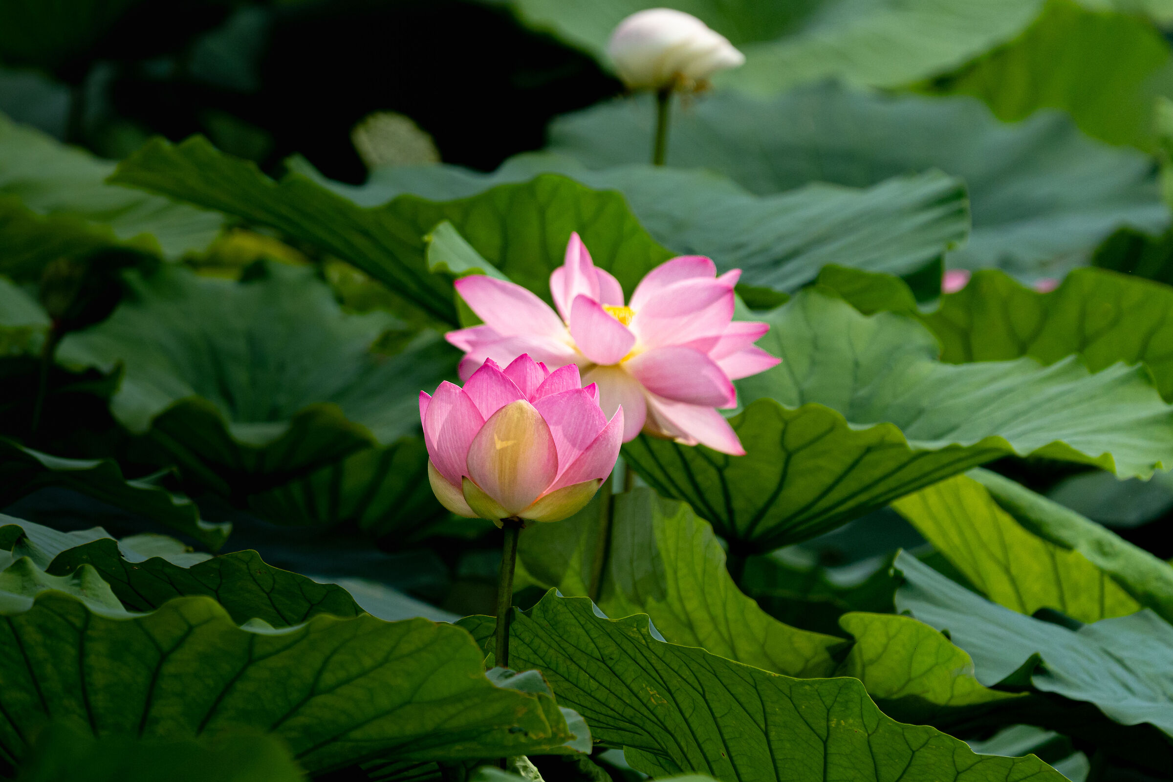 Lotus flower
