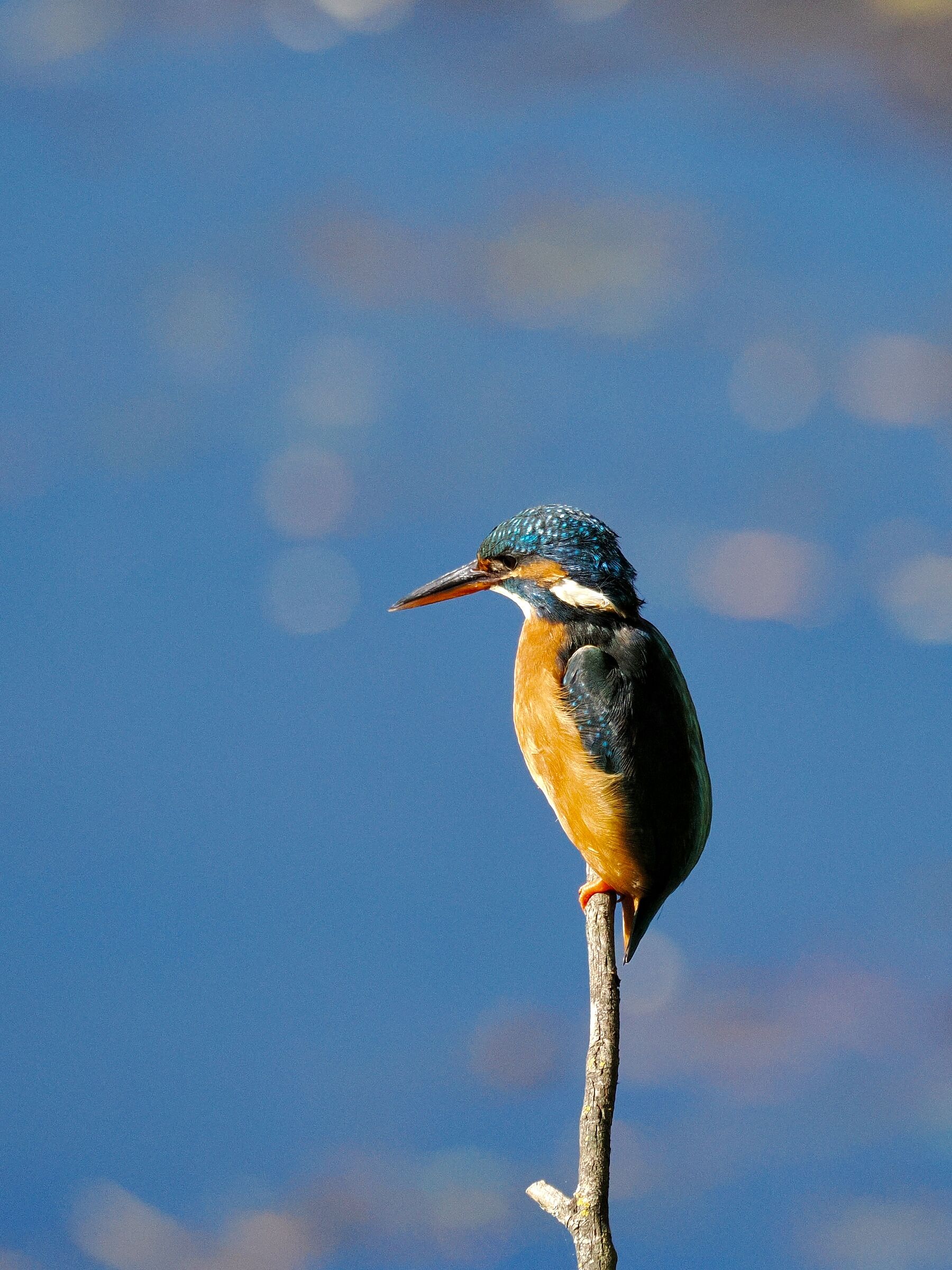 Kingfisher