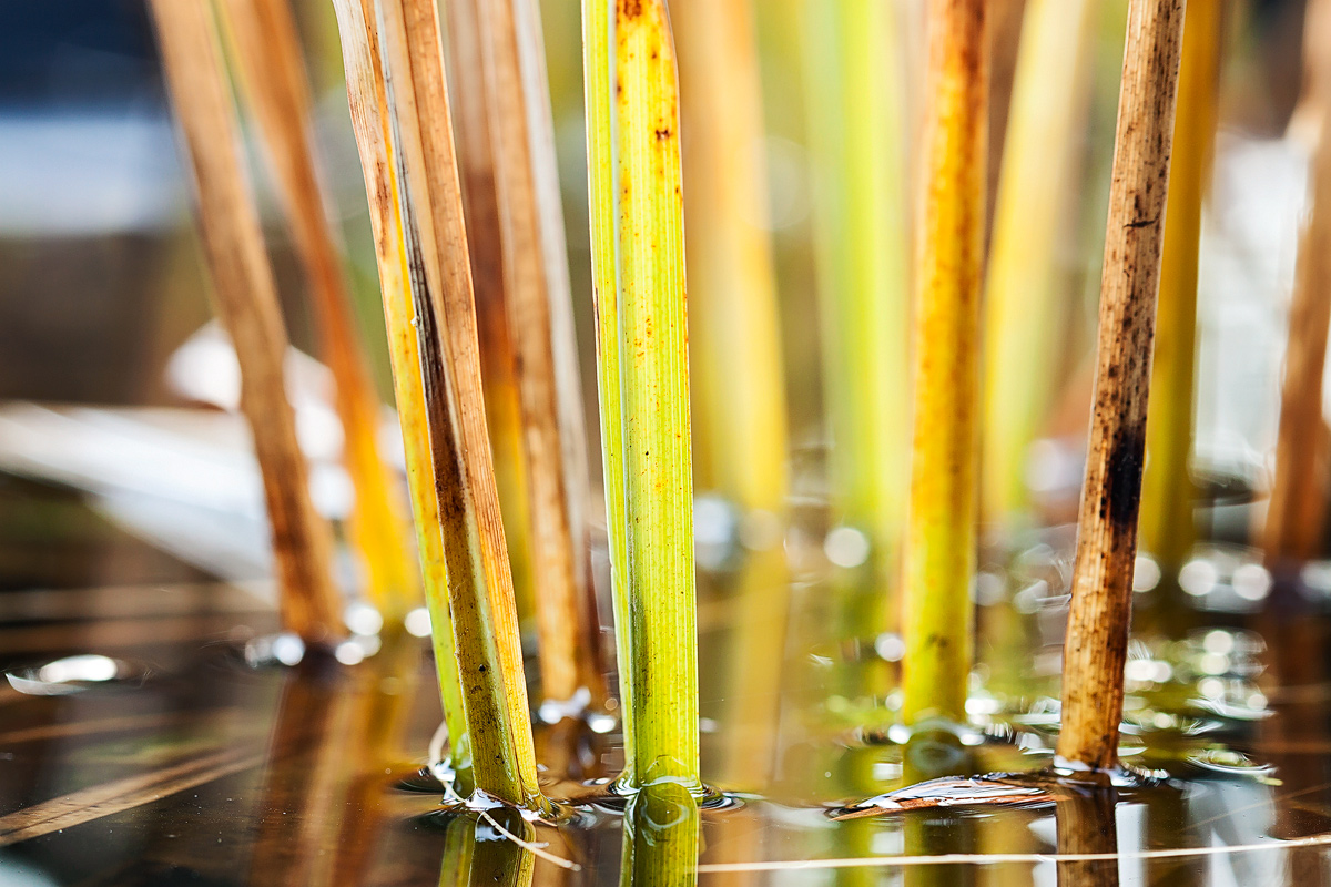 Laghetto da giardino