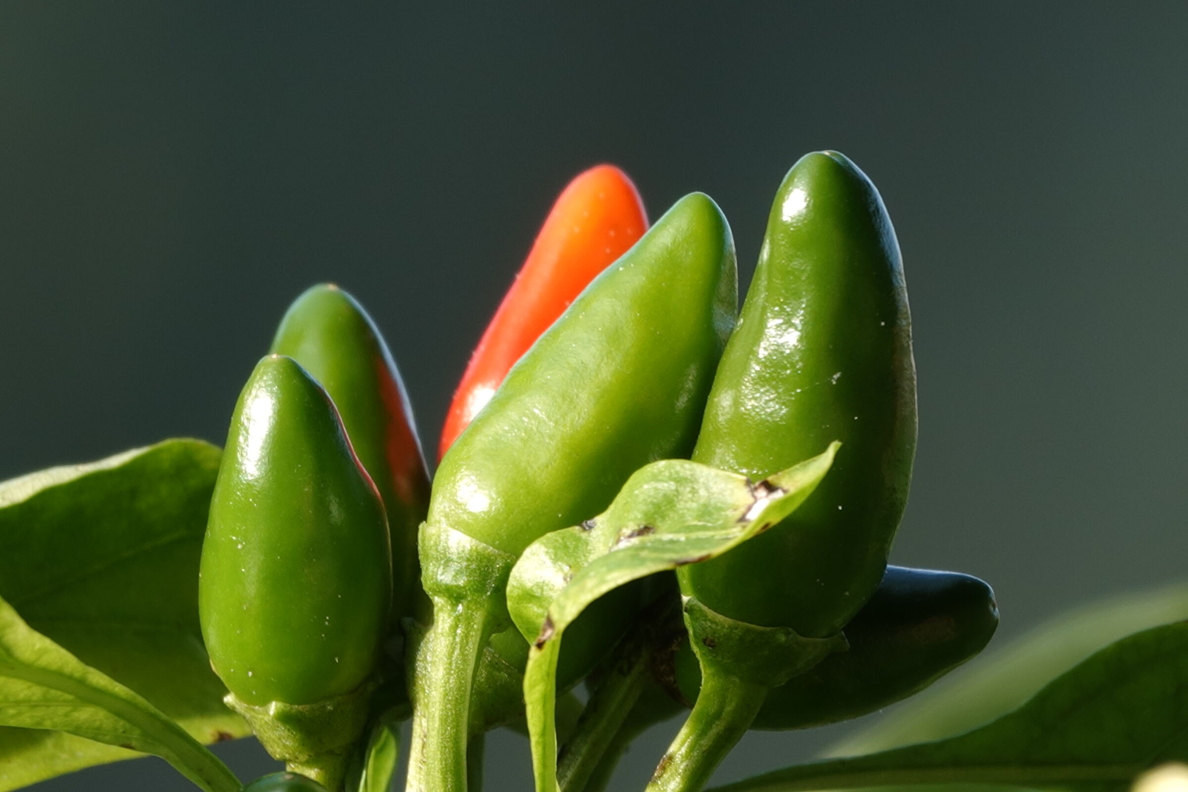 Chillies