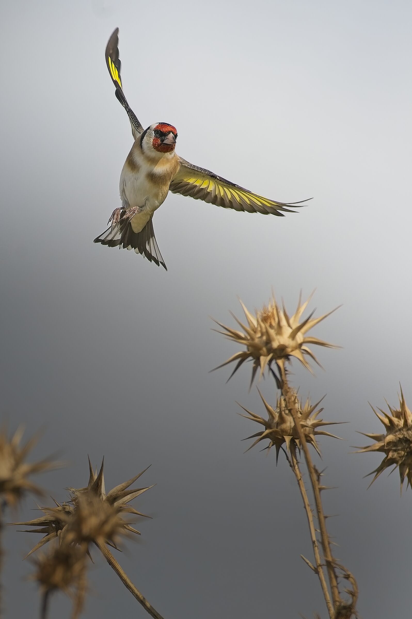 European Goldfinch