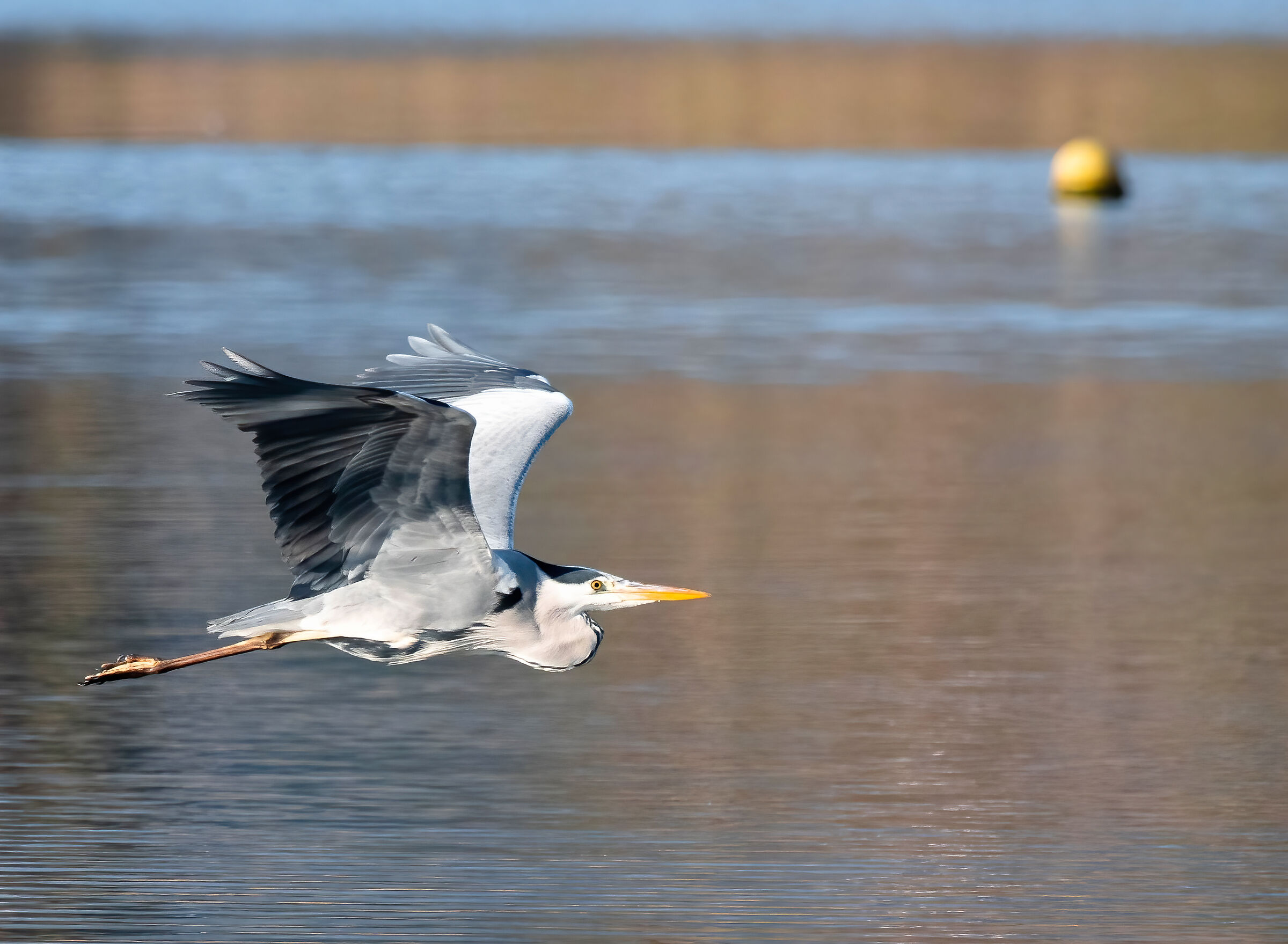 Grey heron