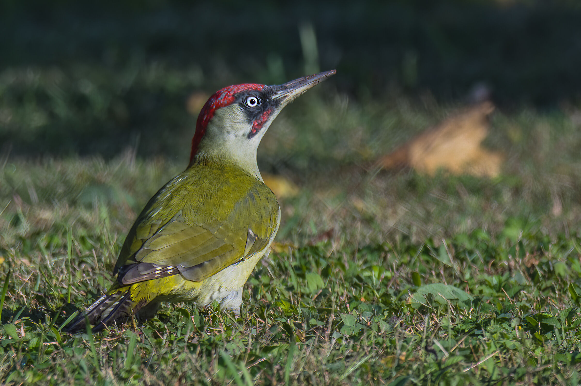 Picchio verde