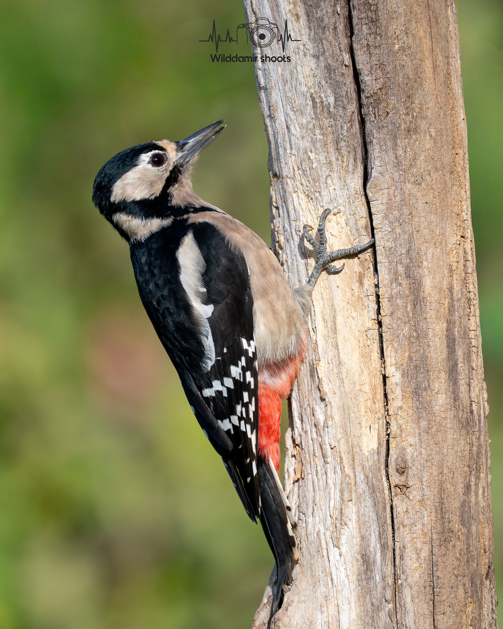 Great Spotted Woodpecker