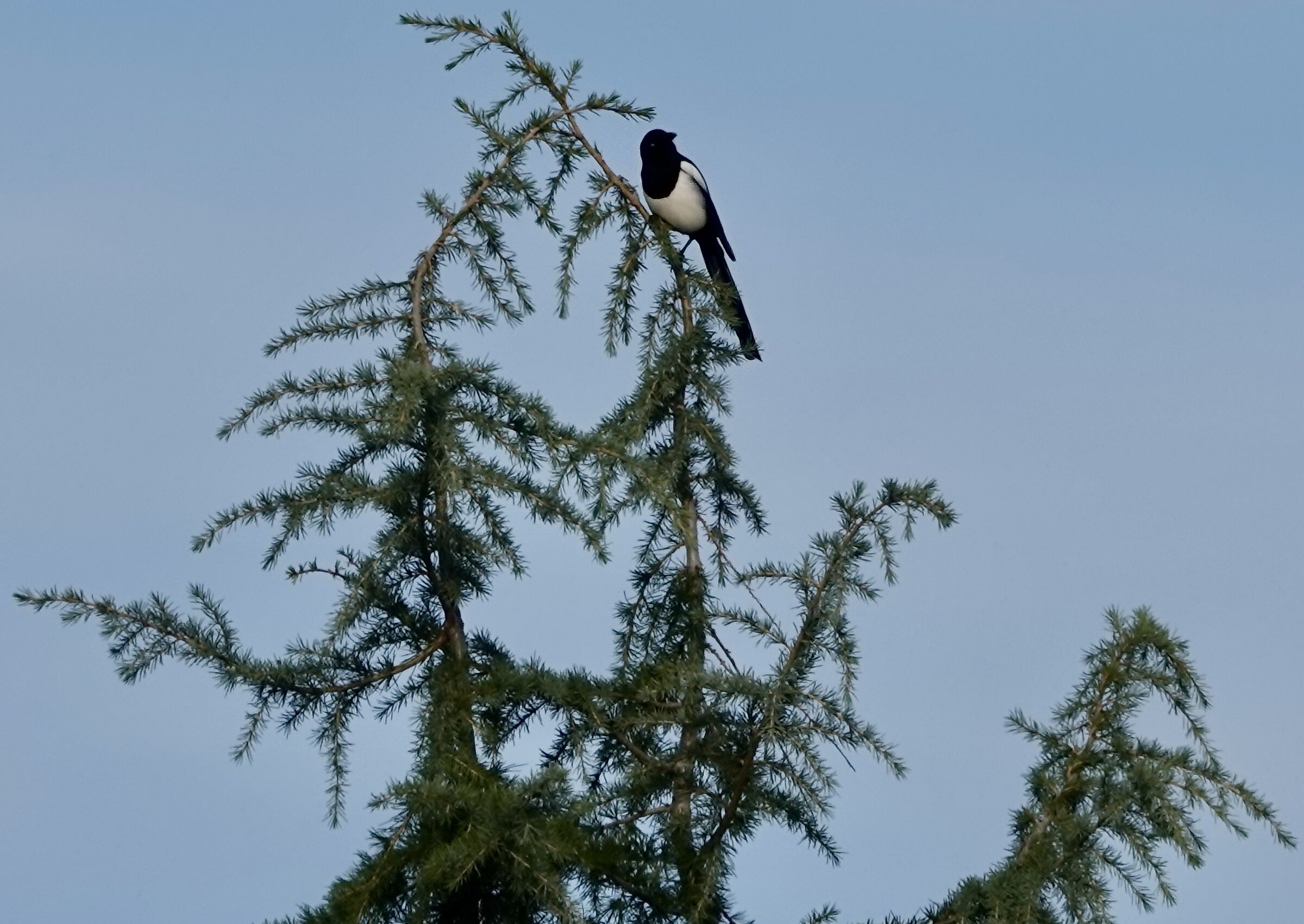 Magpie