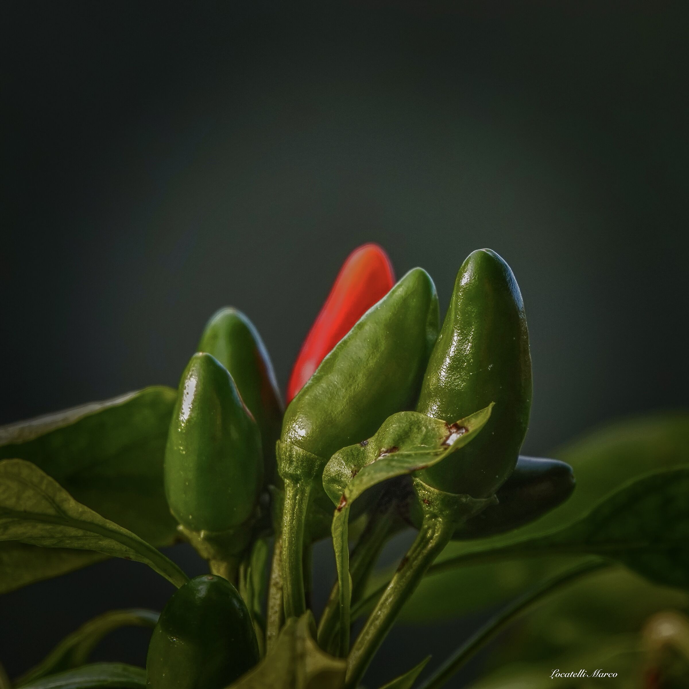 Chillies