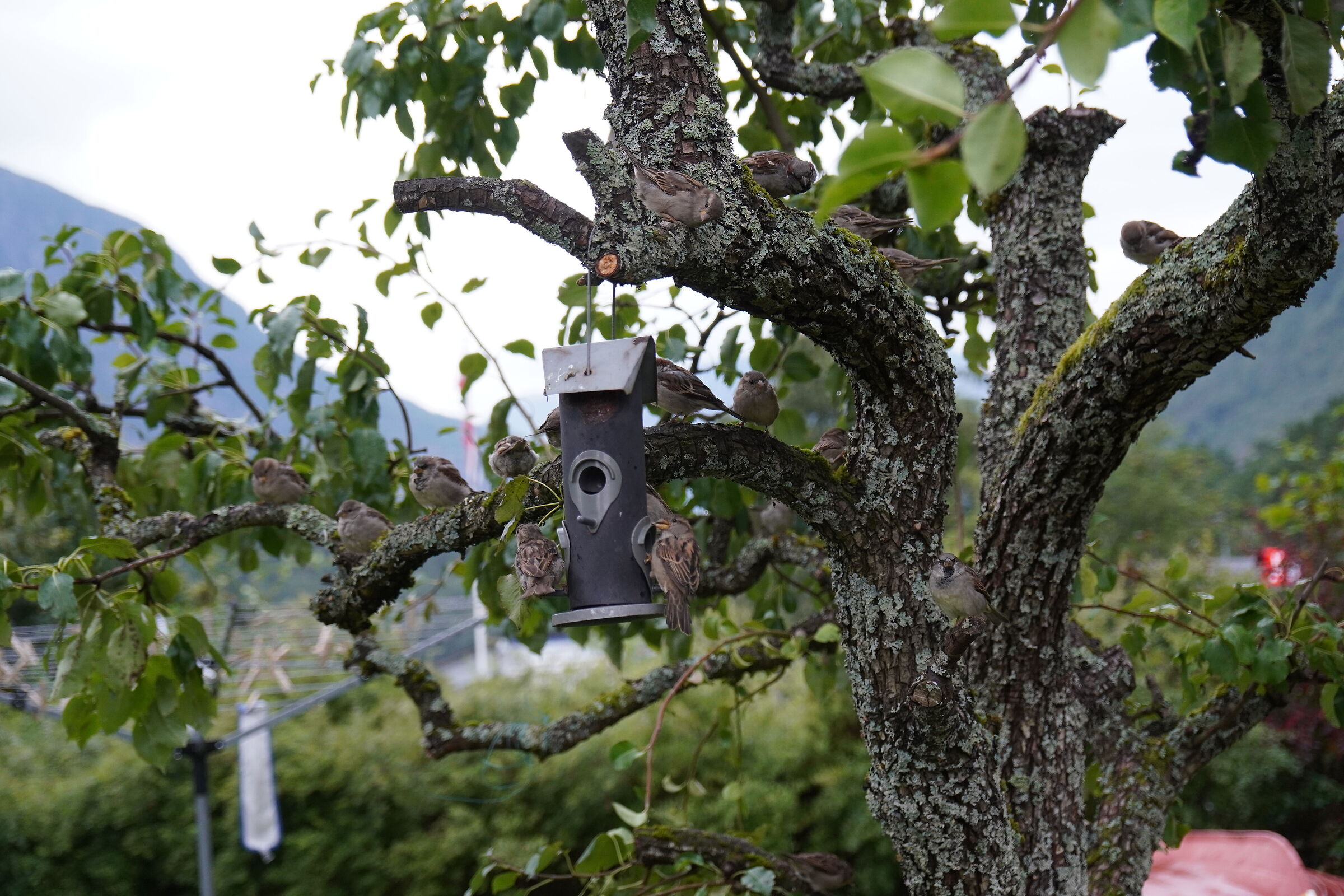 Ejdfiord - Red Apple Tree