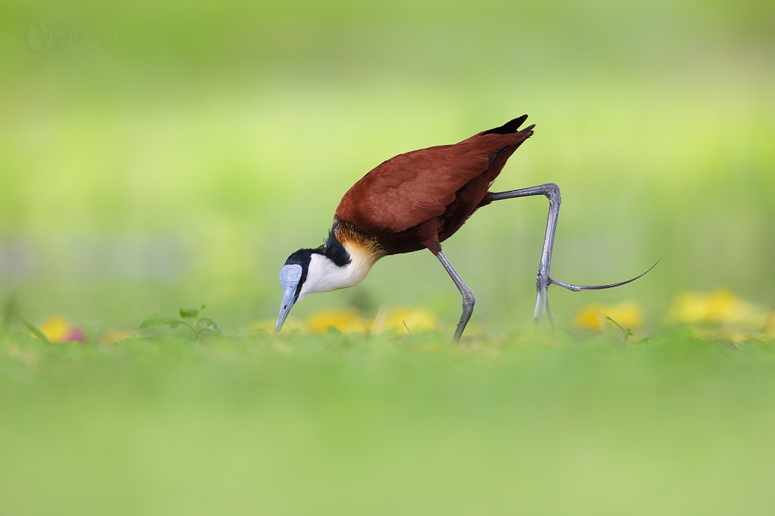 Jacana africana, Lago Barngo, Kenya