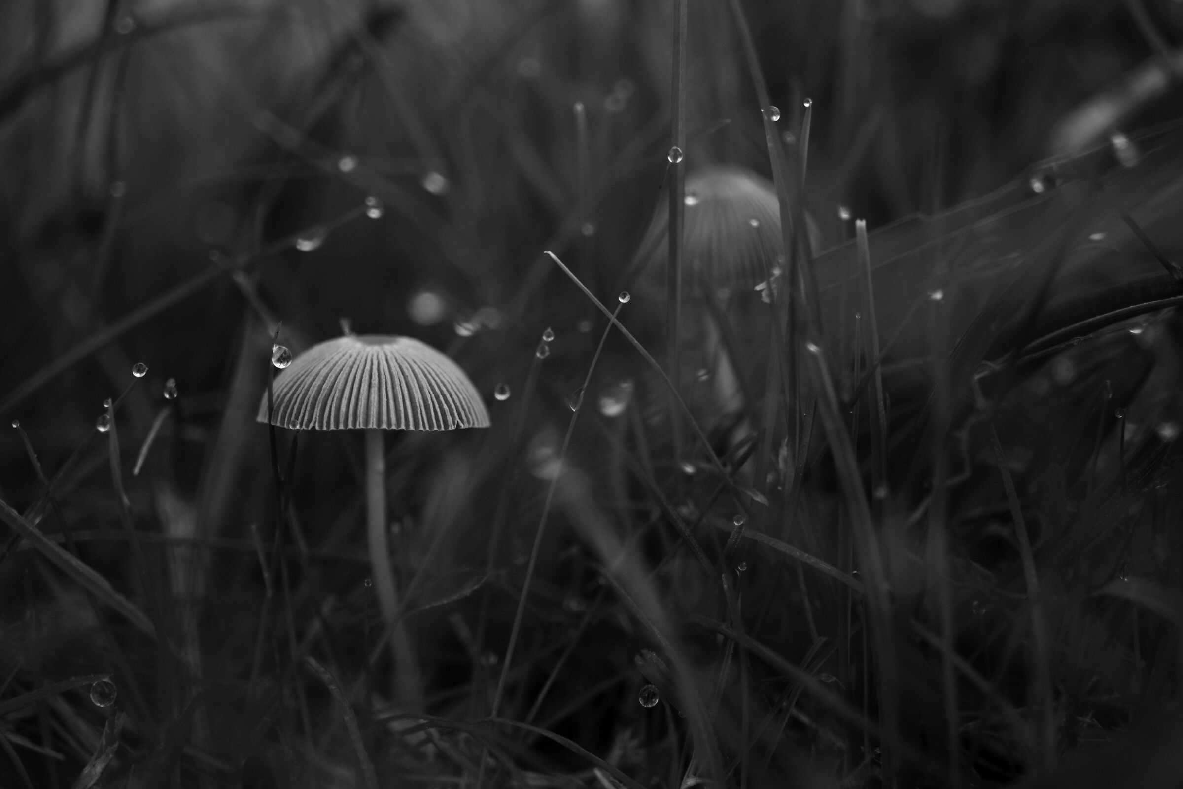 Today after the rain