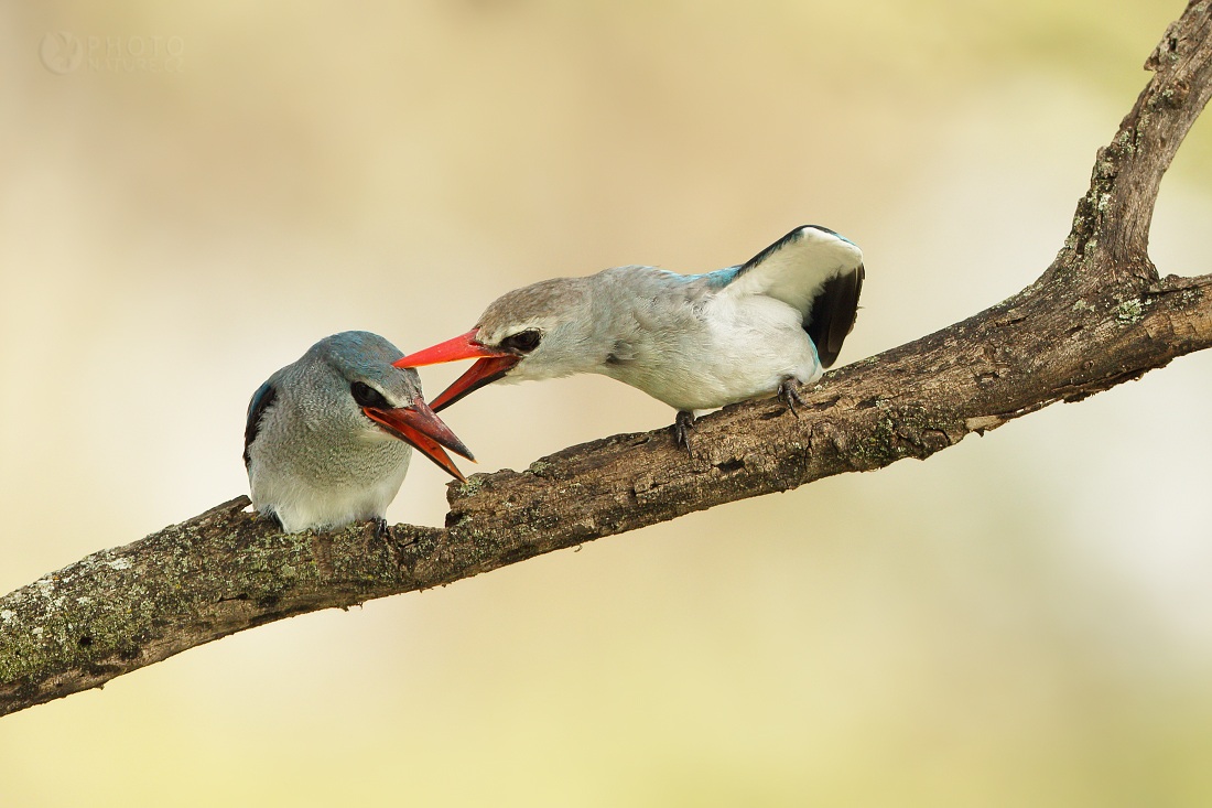 Woodland Kingfisher
