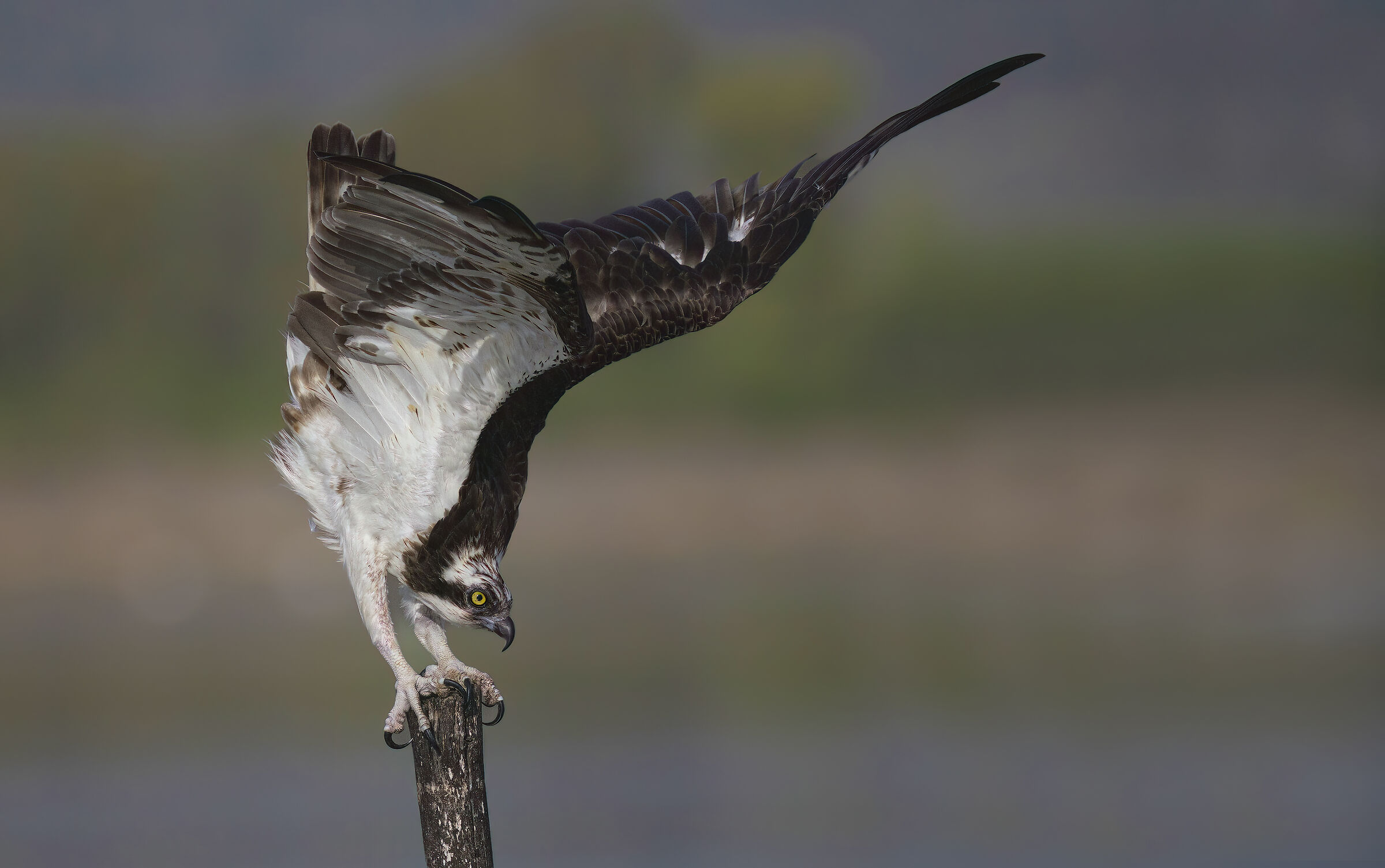 falco pescatore stretching ottobre 2025