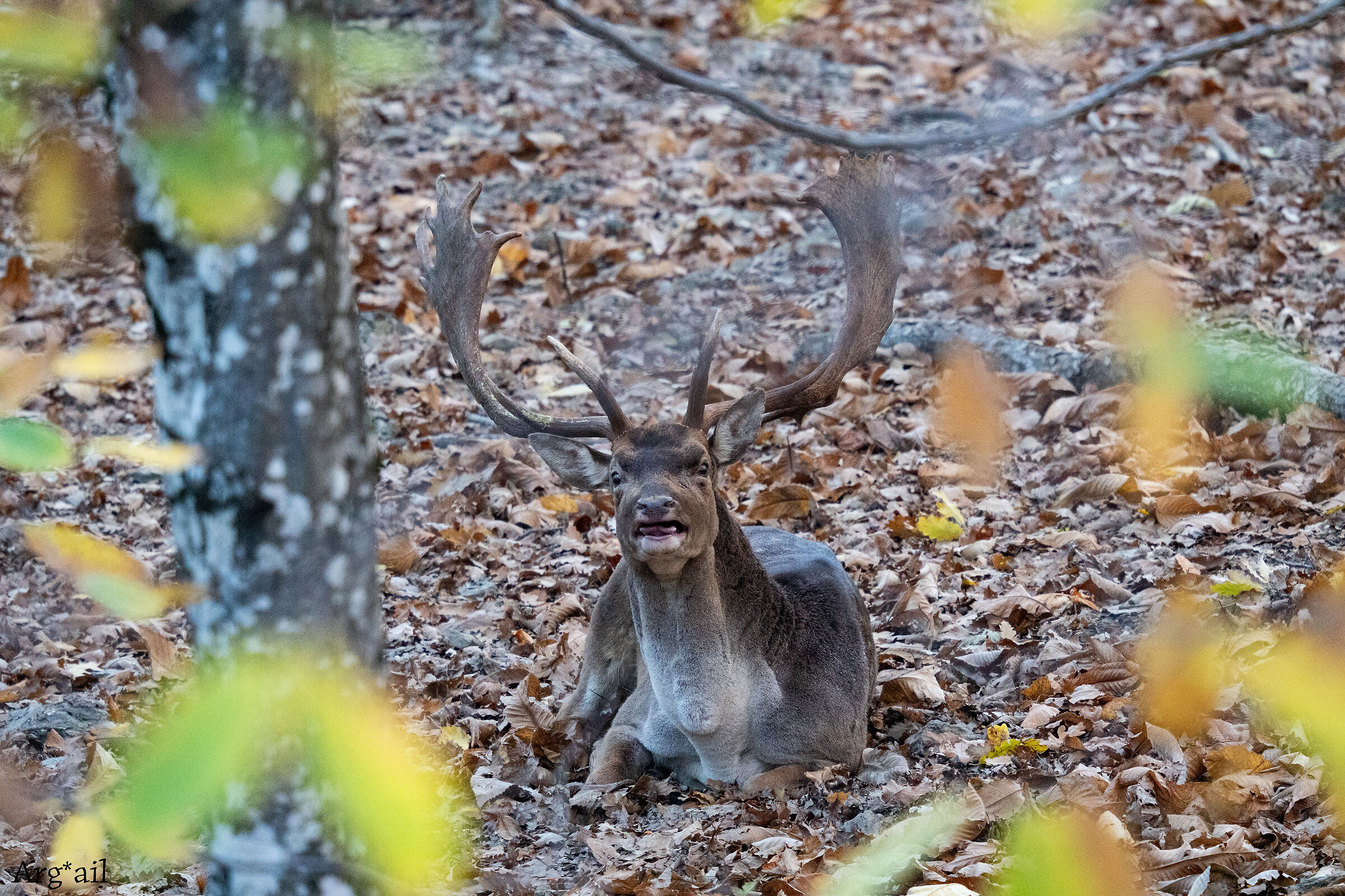 A fallow deer is better than nothing