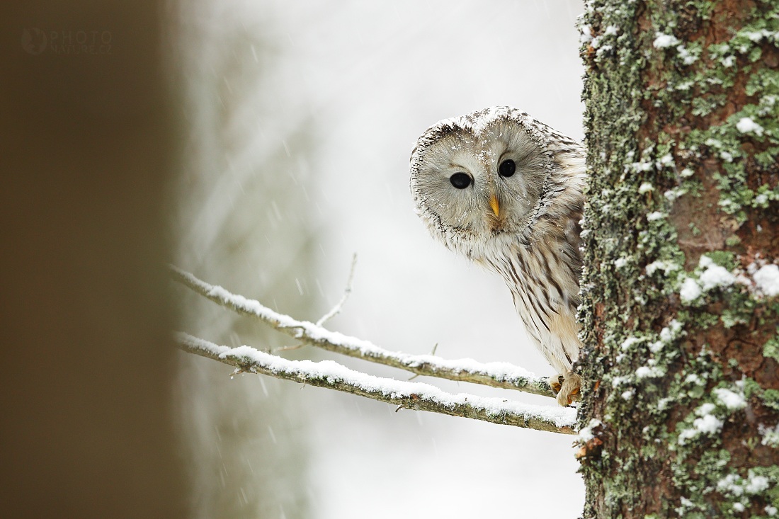 Ural Owl