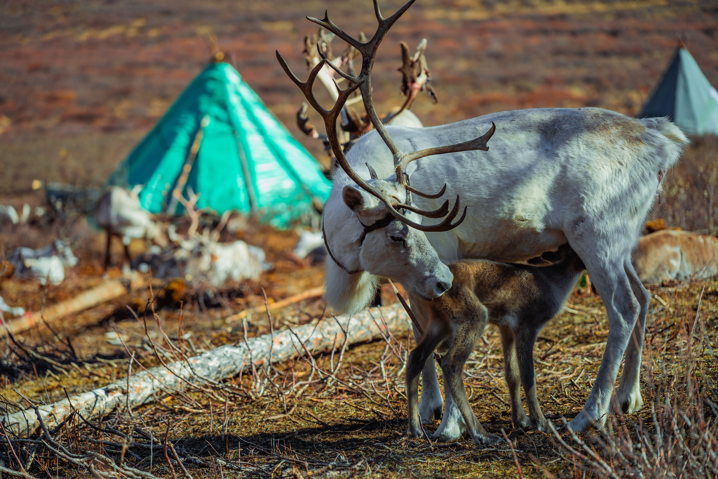 Baby reindeer