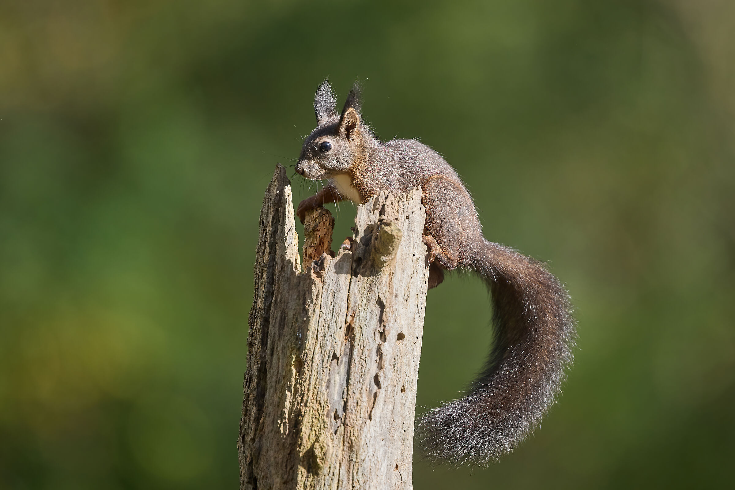 European squirrel