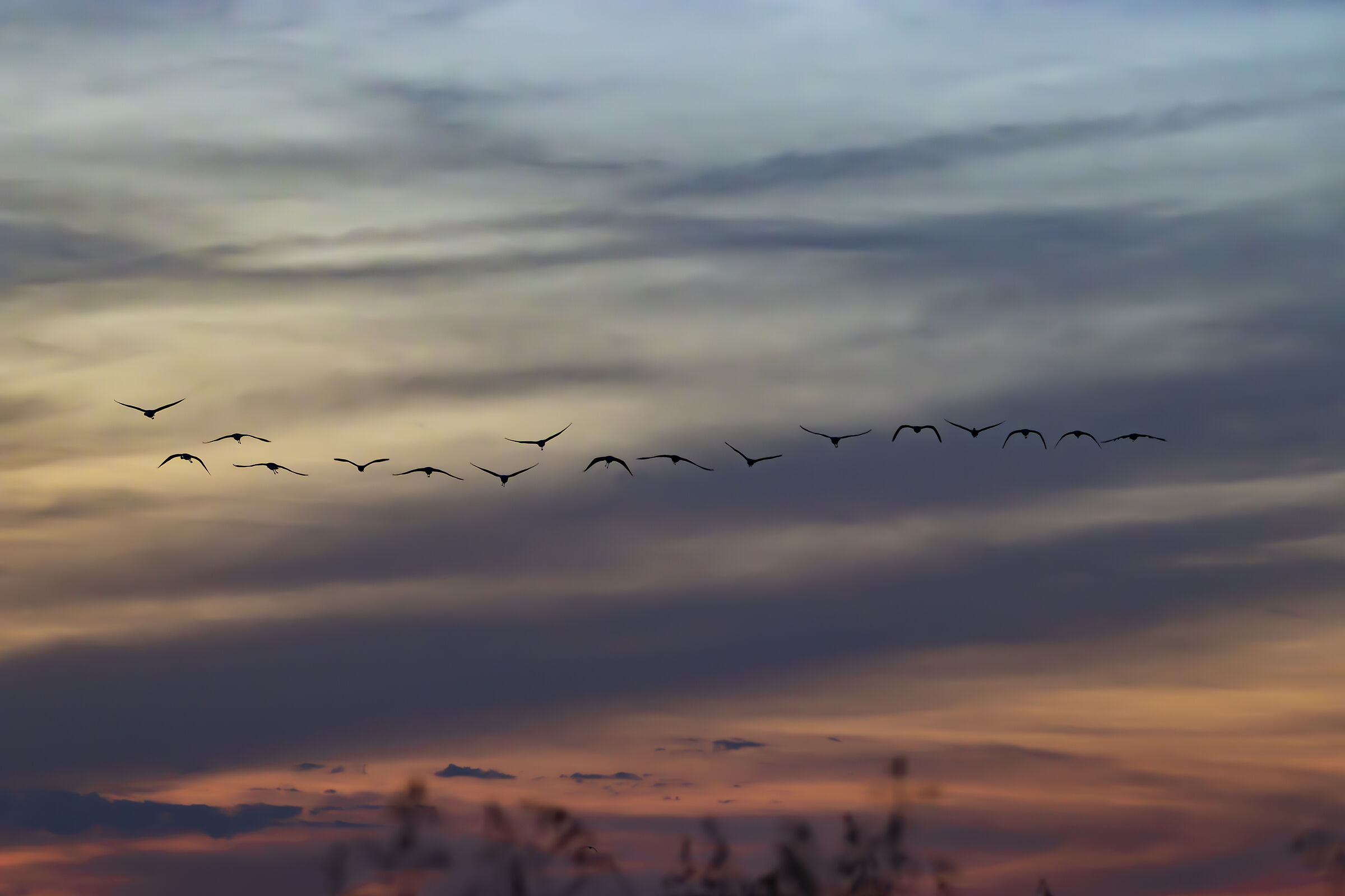 Flamingos in The Sunset Sky