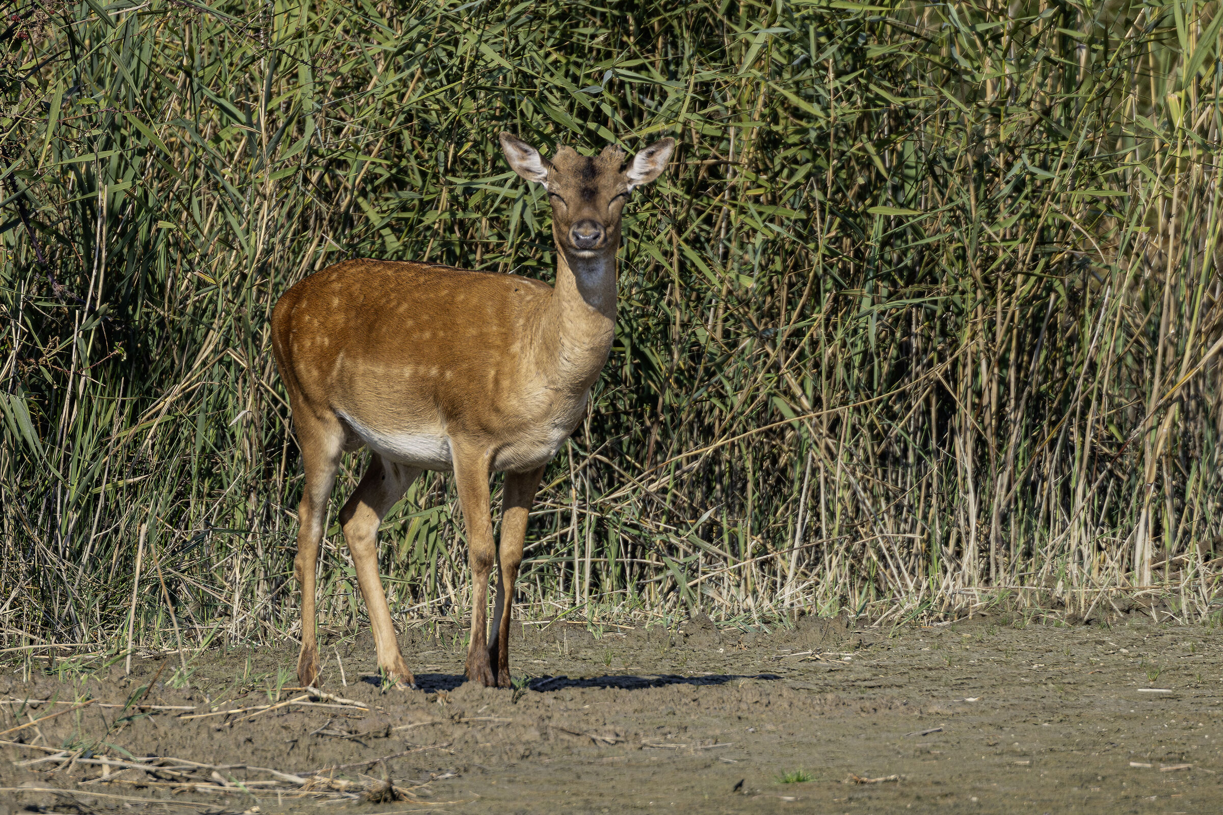 Sleepy fallow deer...