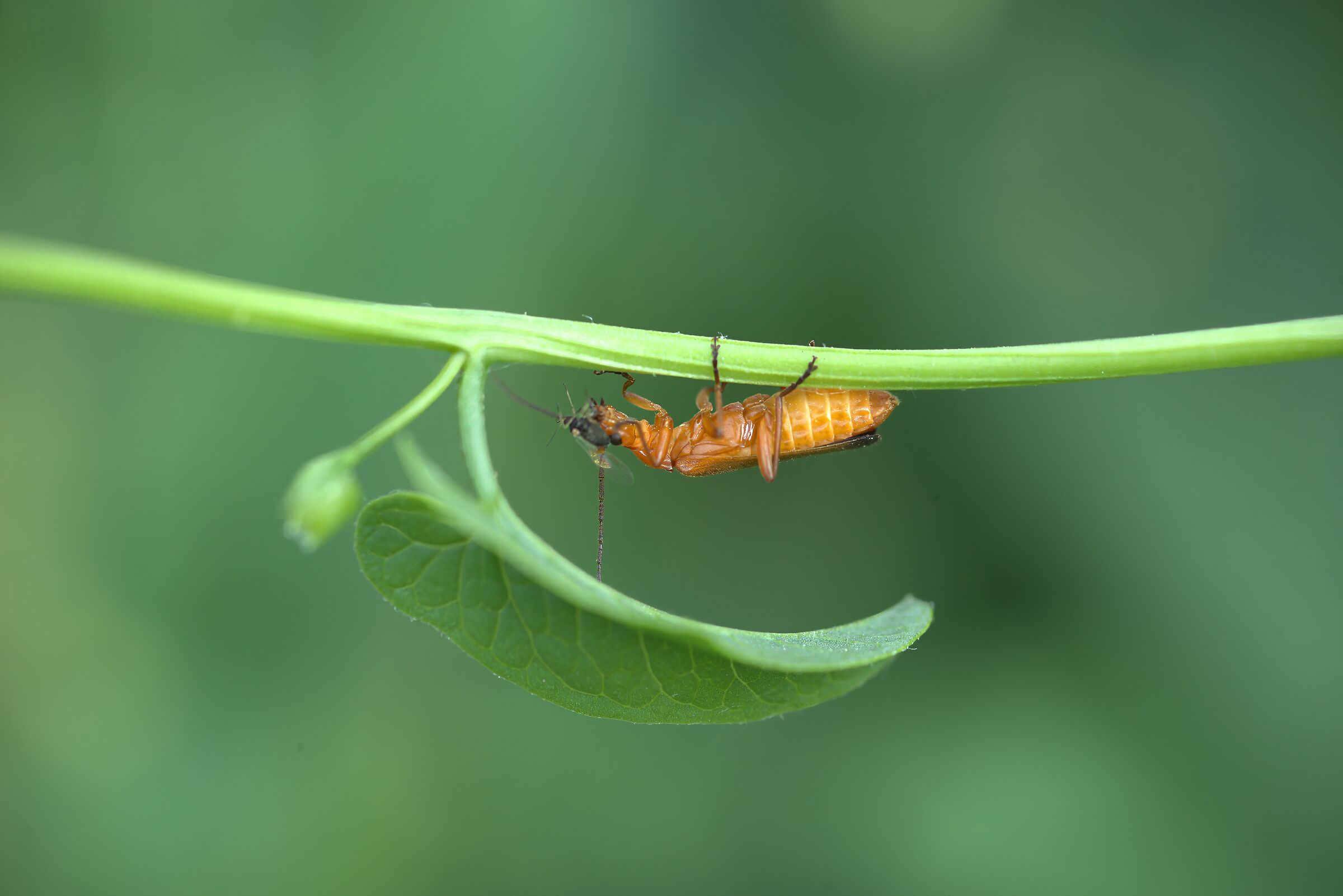 Rhagonycha fulva