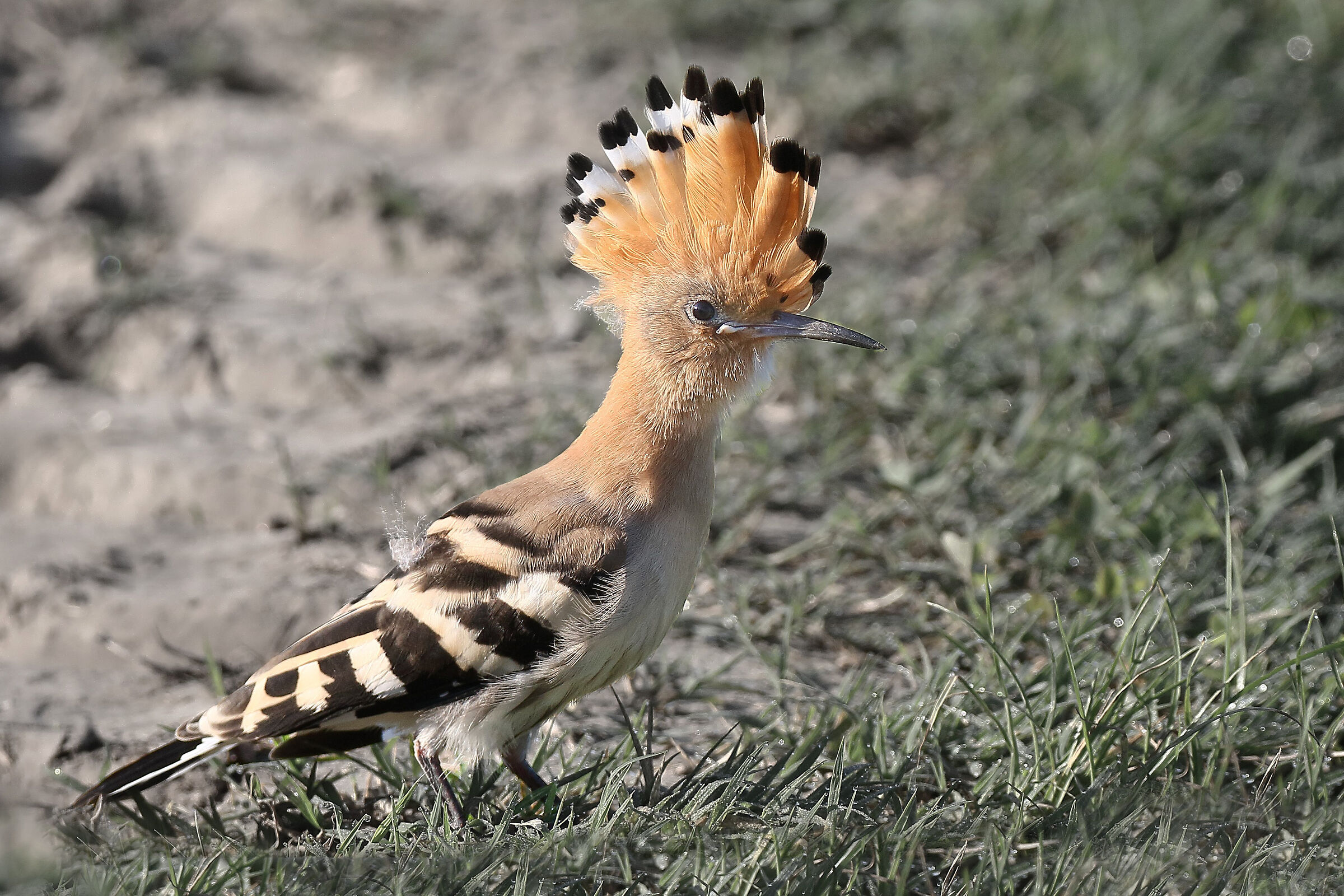 Upupa