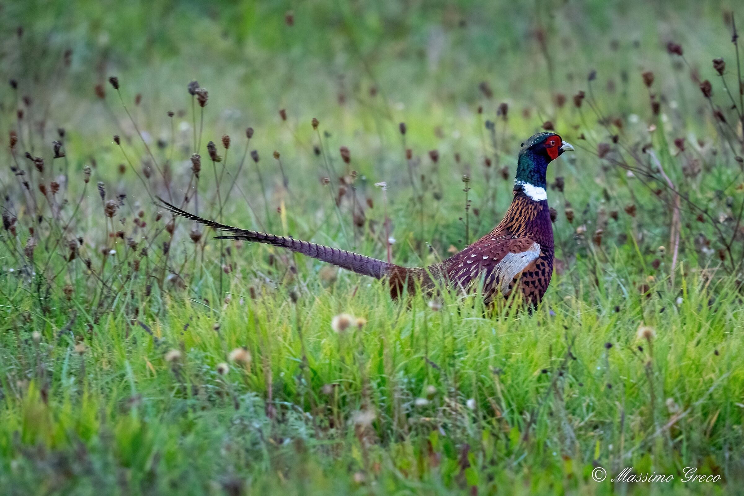 Un gioiello nell'erba