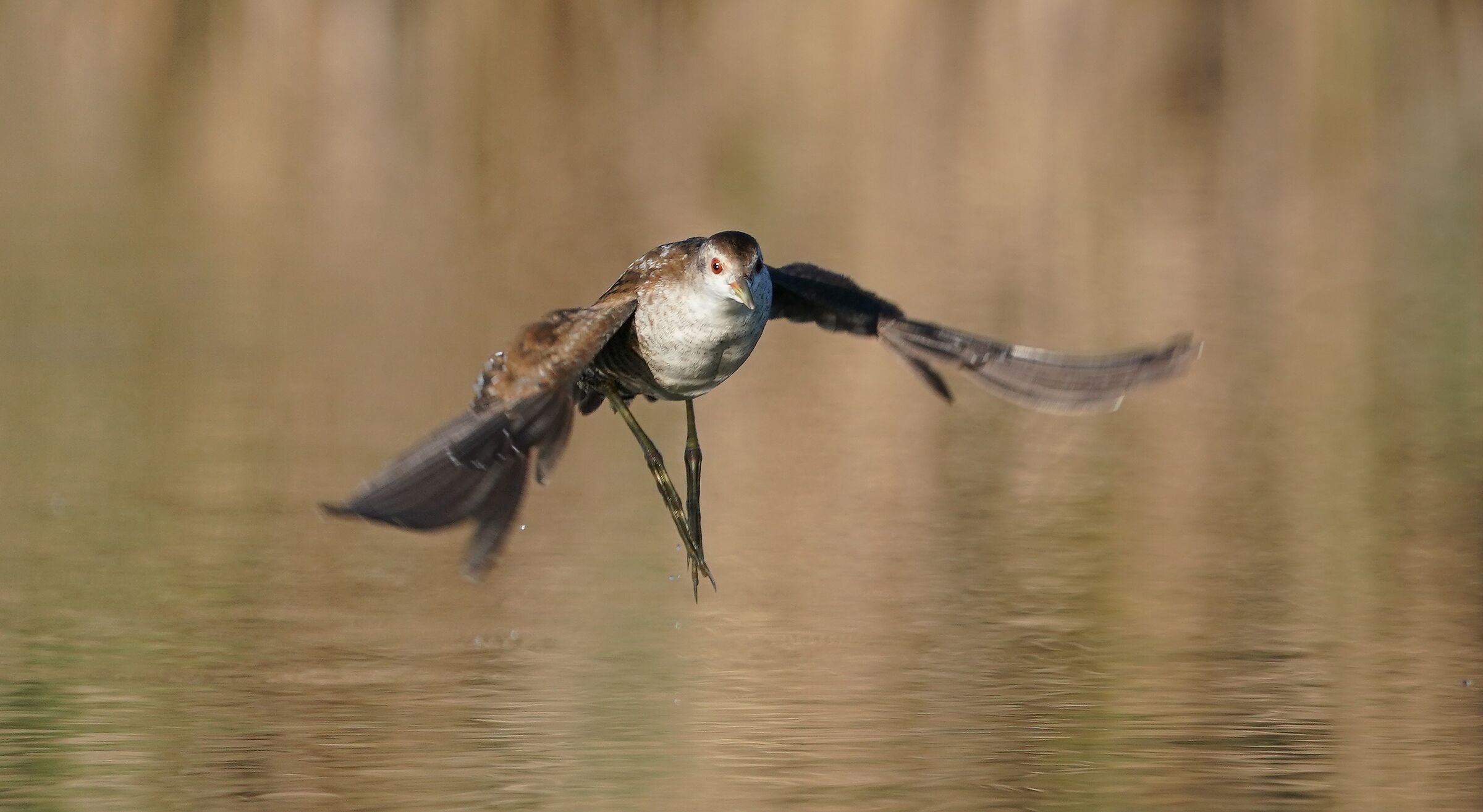 Schiribilla femmina in volo.