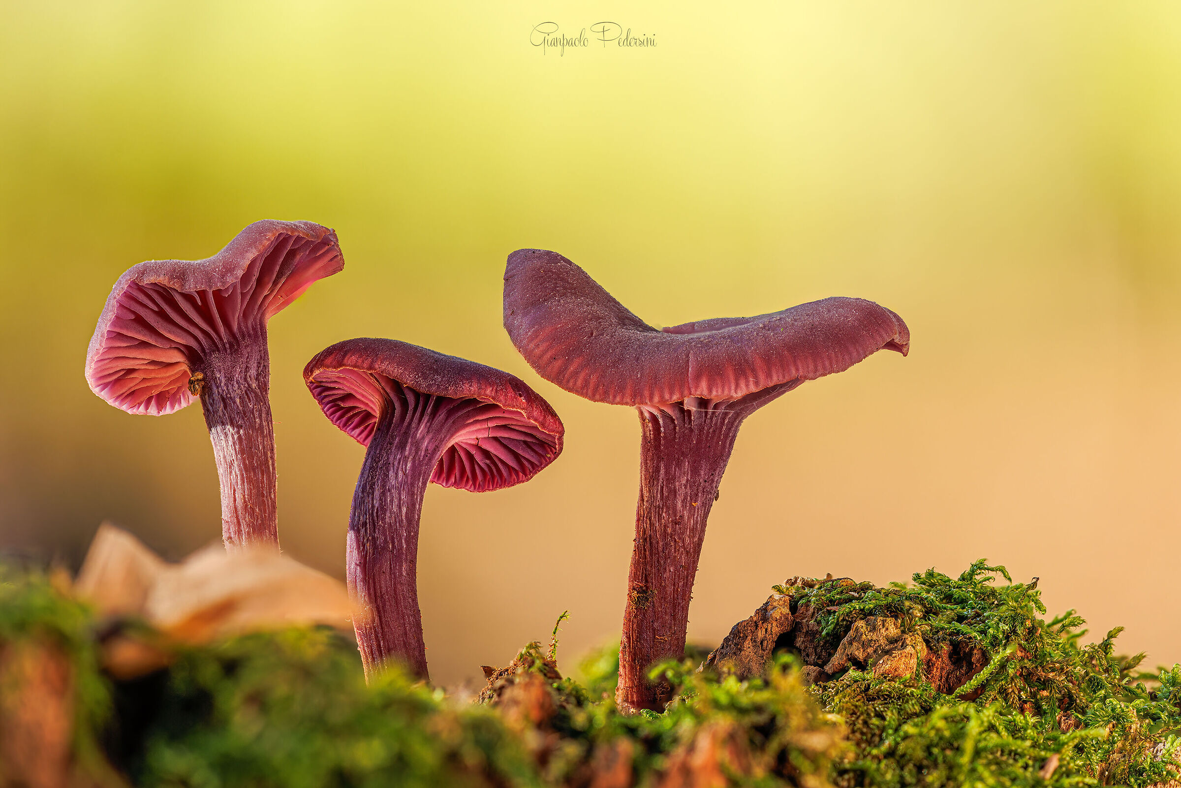 Laccaria amethystina