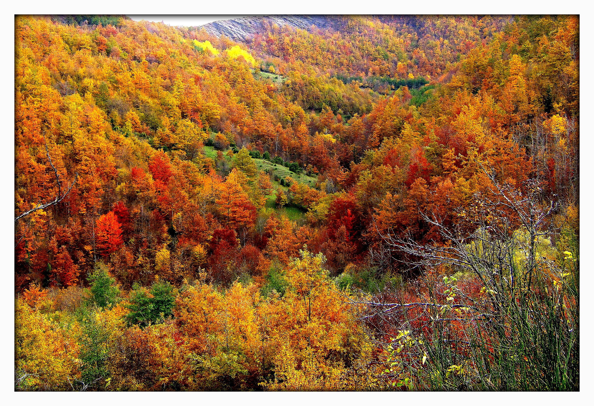 Campigna boschi in autunno
