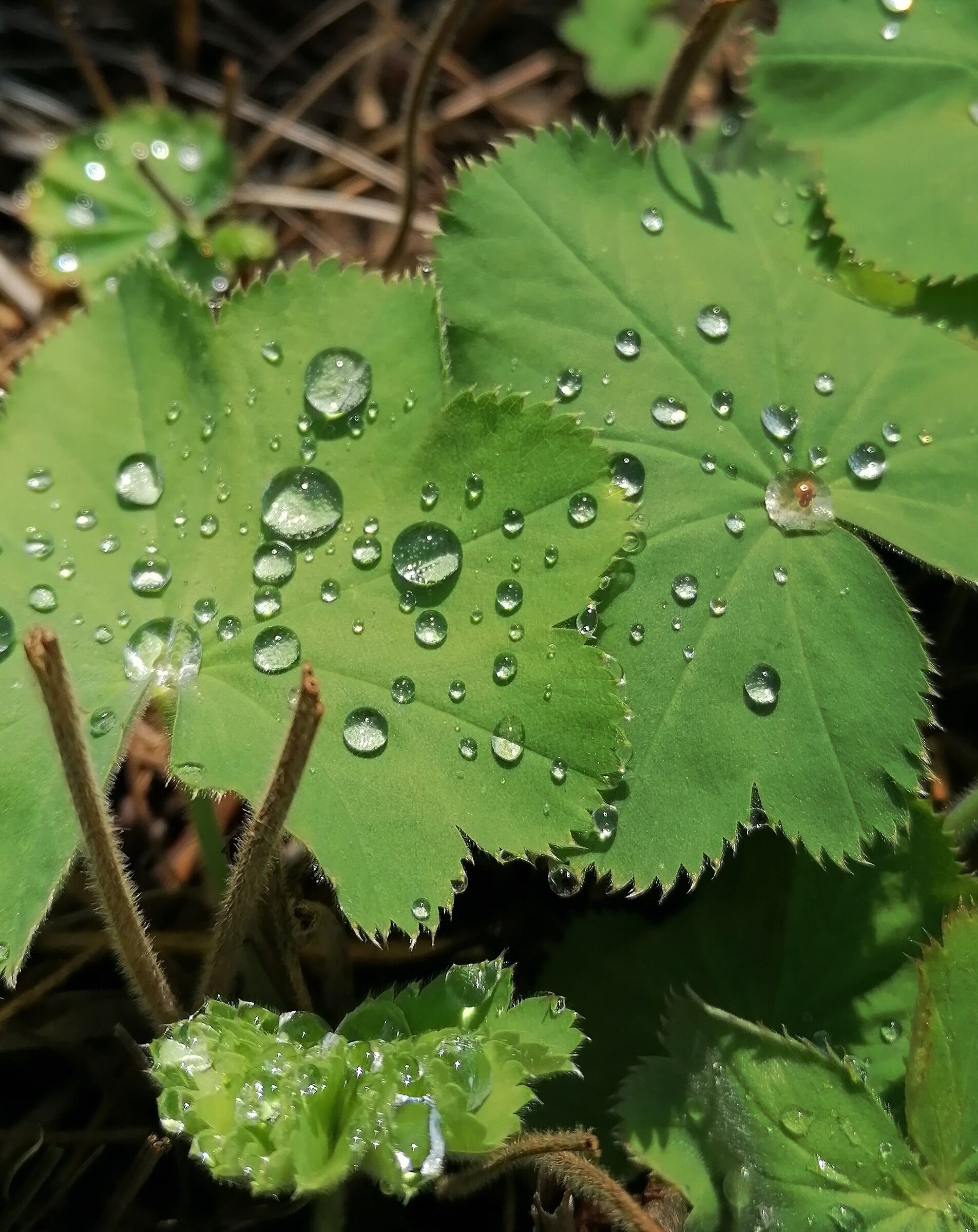 Dew