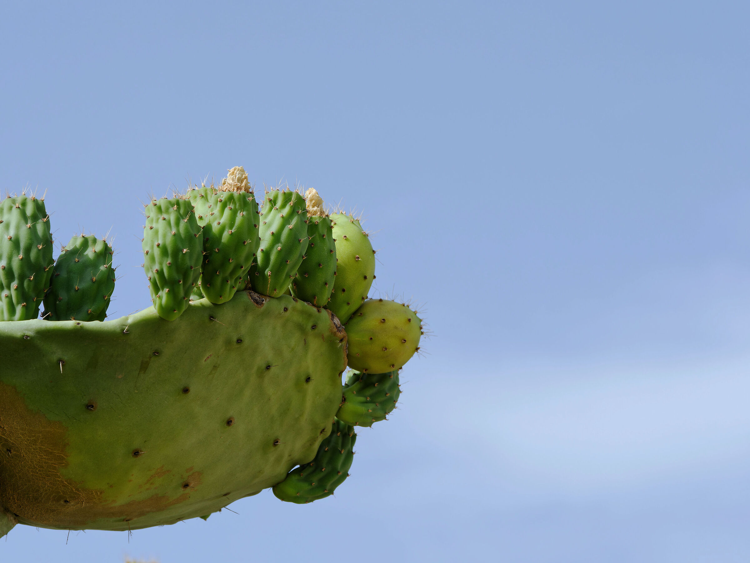 prickly pear branch