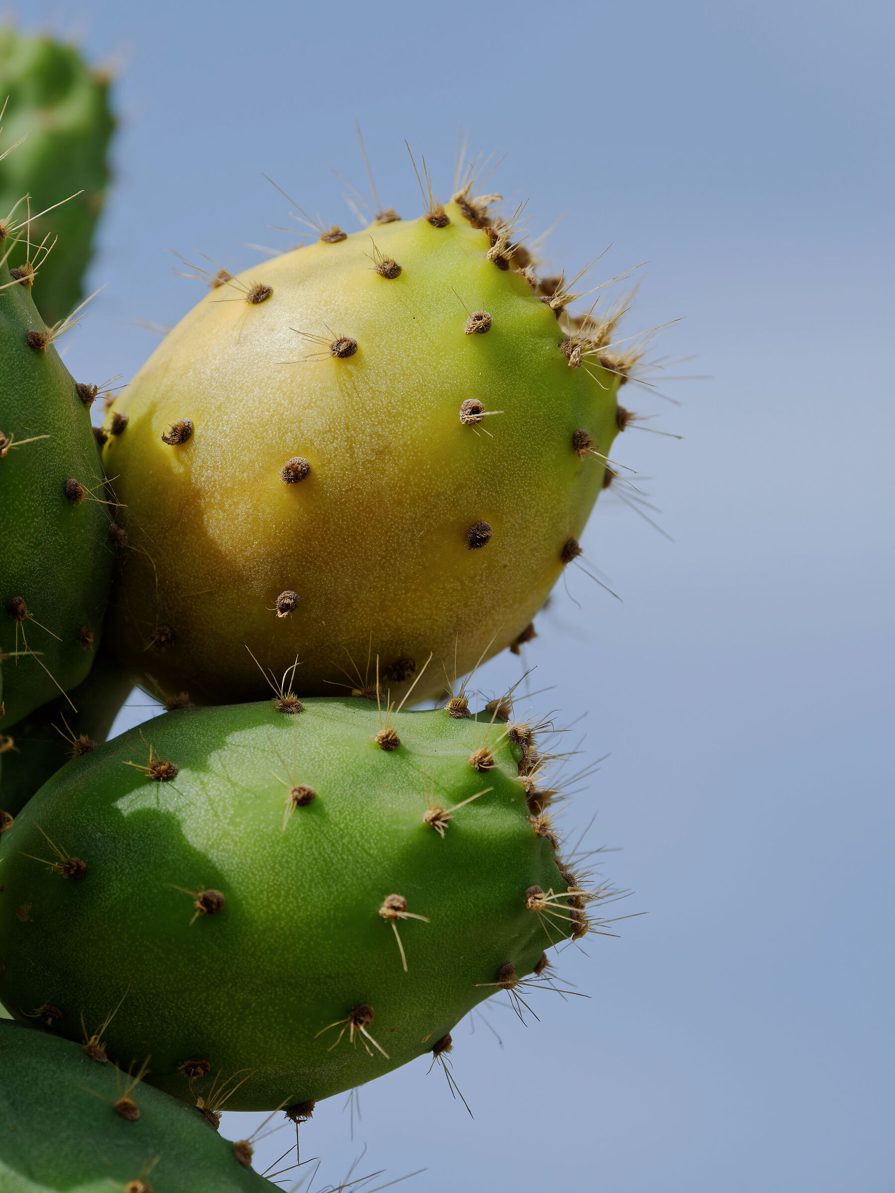 prickly pear, the fruit