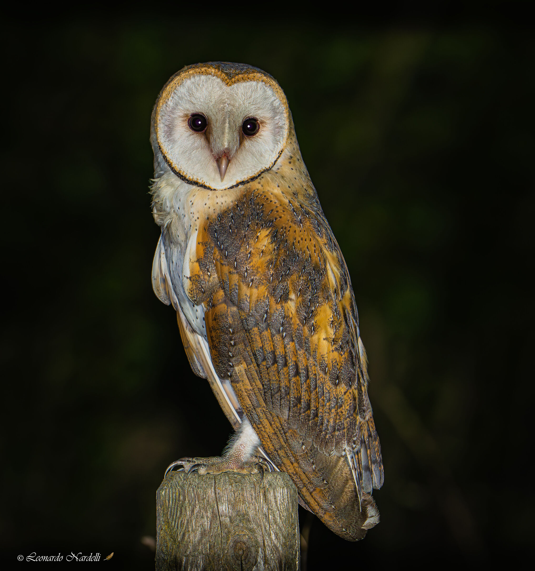 Barbagianni (Tyto alba)