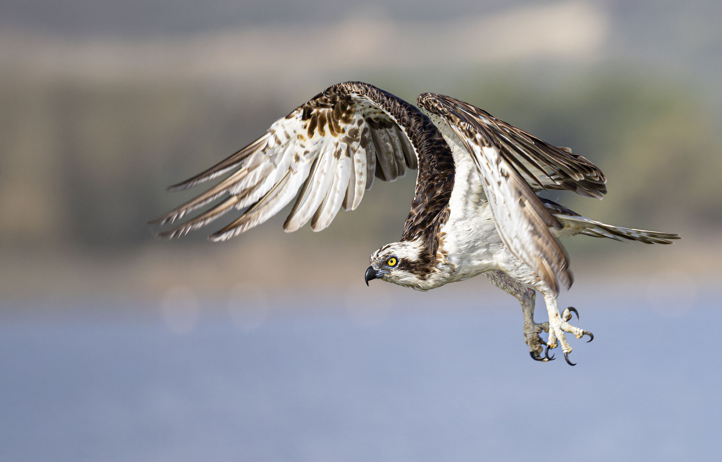 volare, falco pescatore ottobre 2025