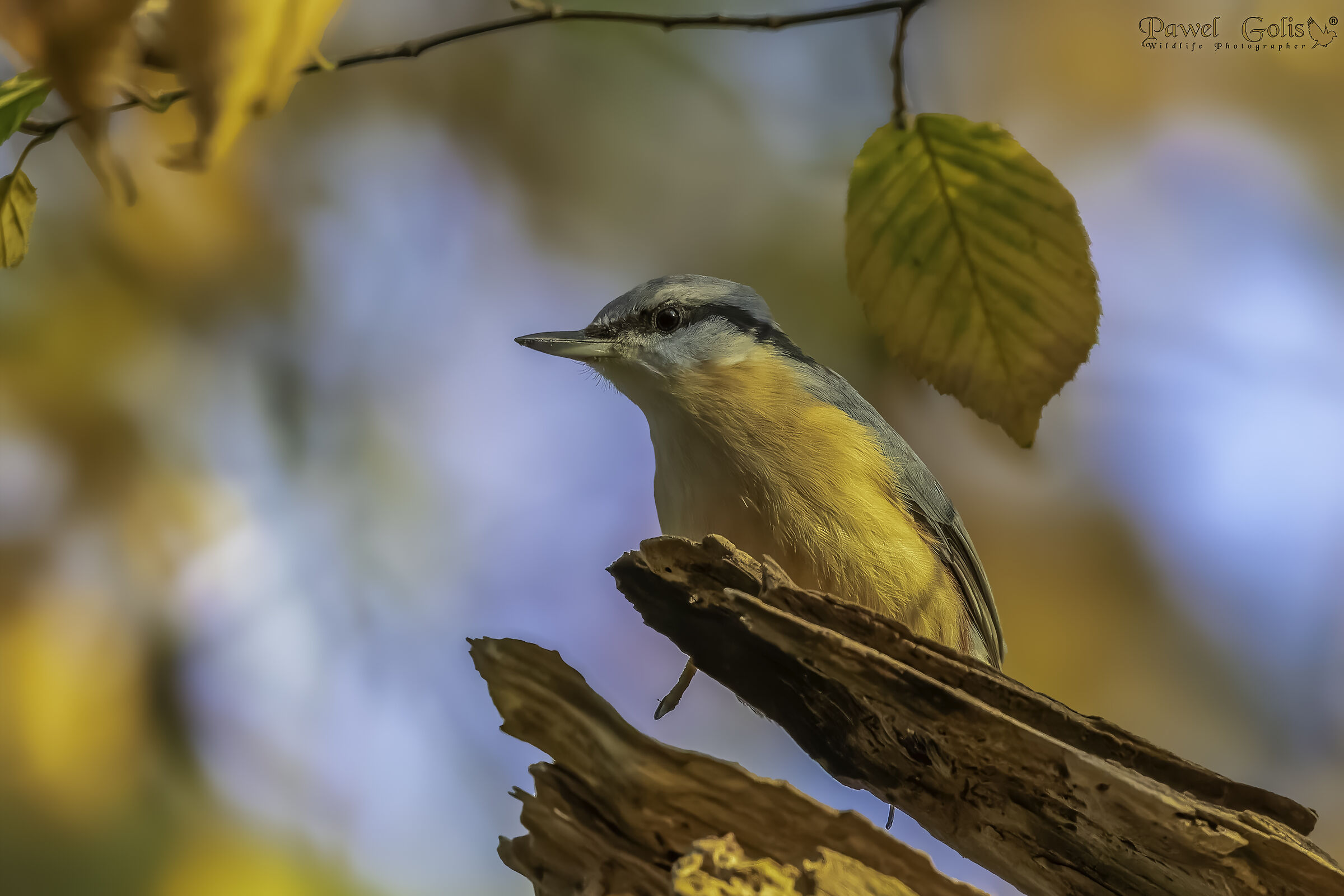 Picchio muratore (Sitta europaea)
